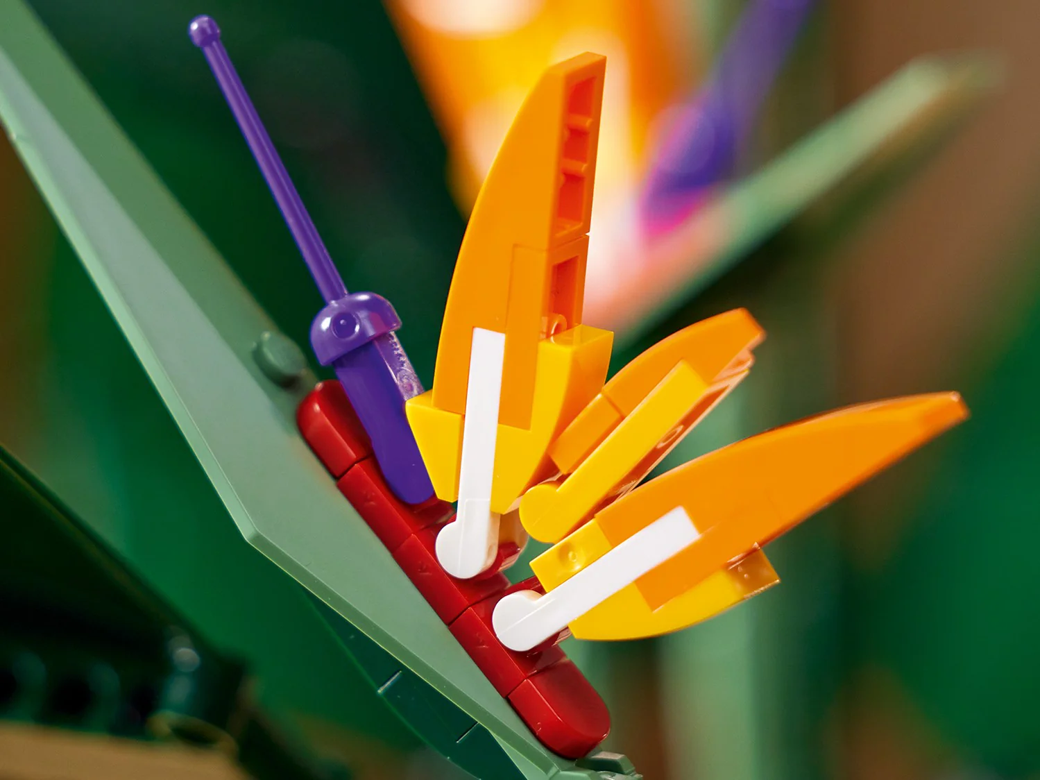 Bird of Paradise - Image 11