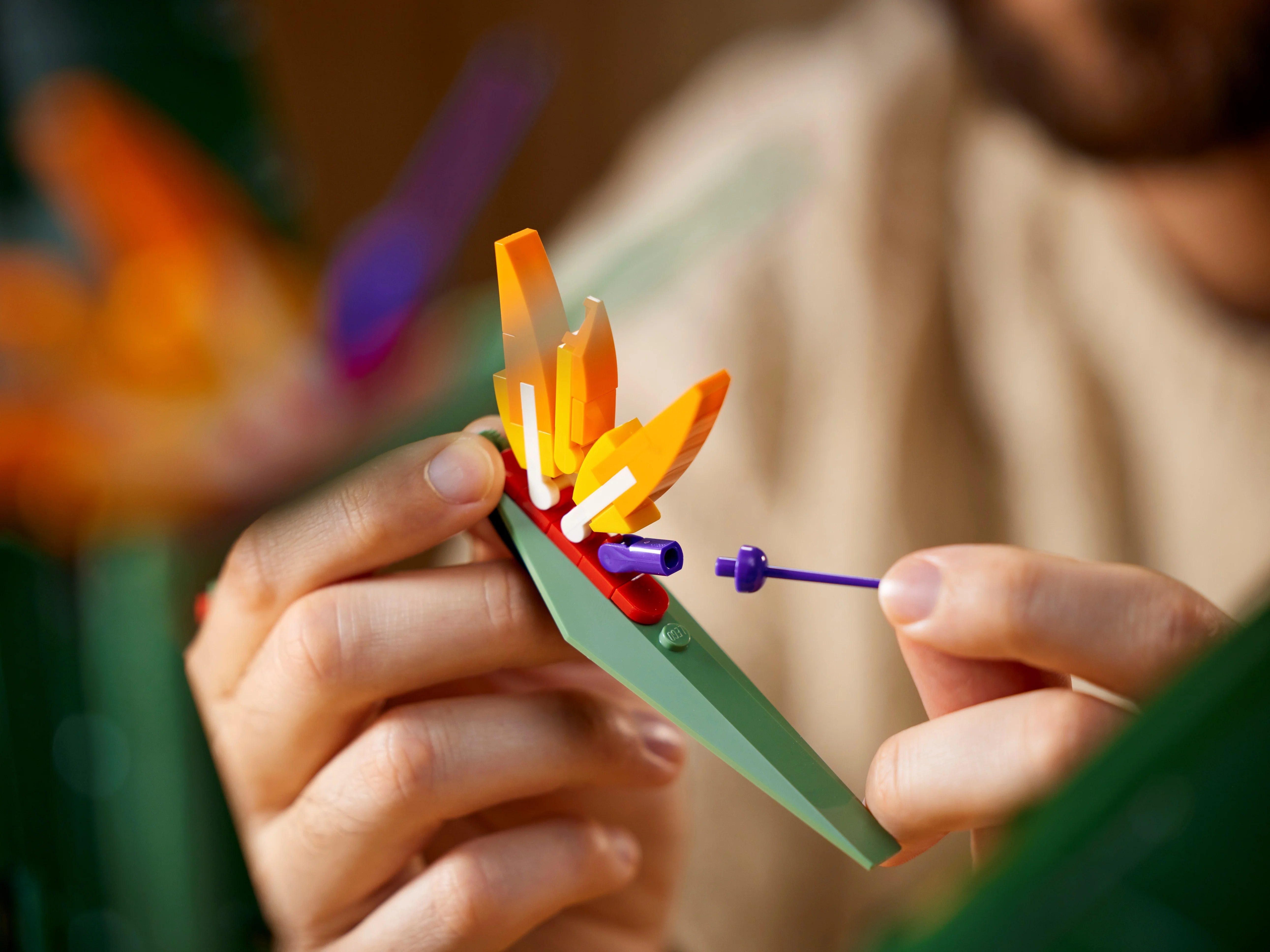 Bird of Paradise - Image 16