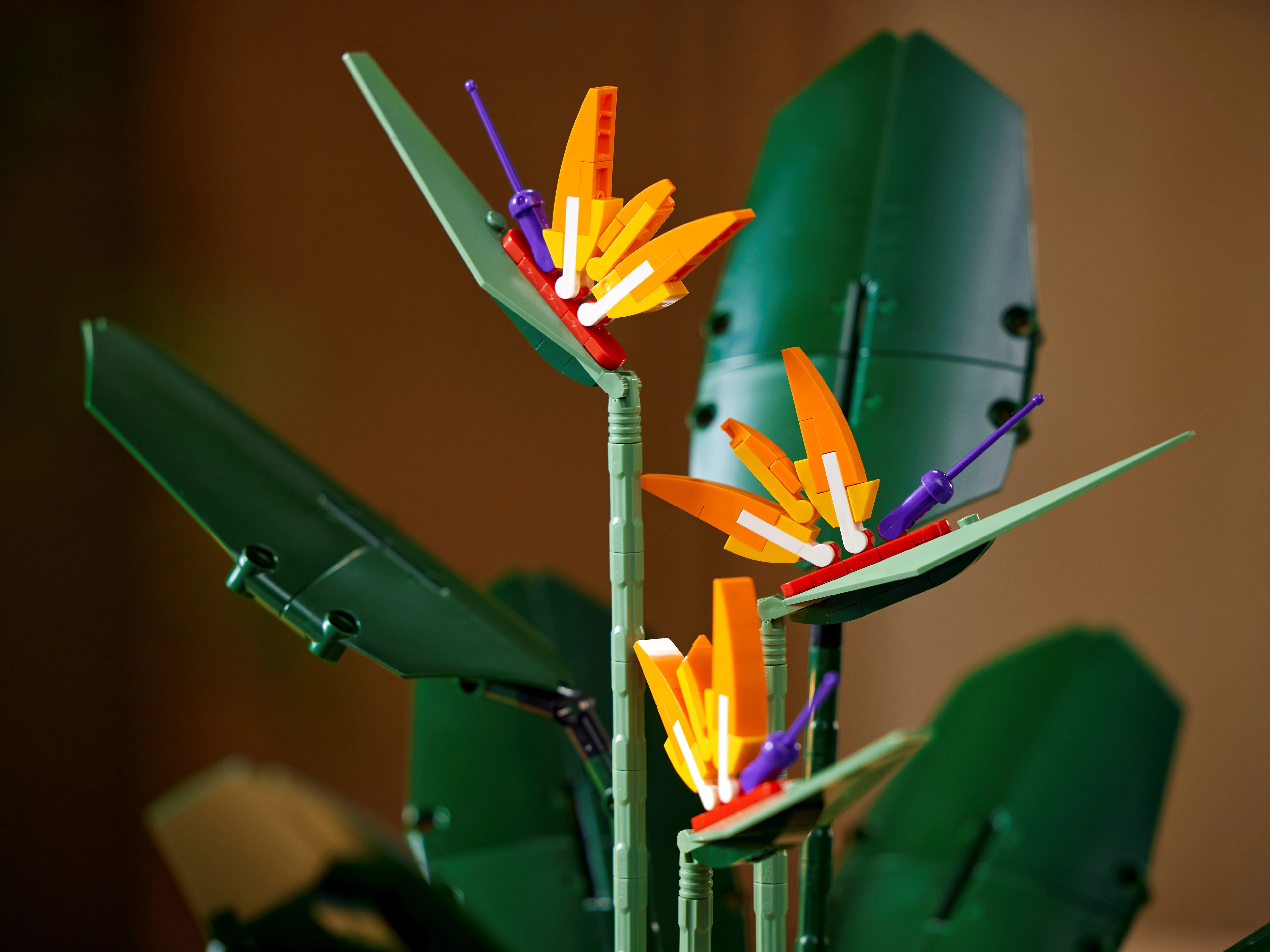 Bird of Paradise - Image 17