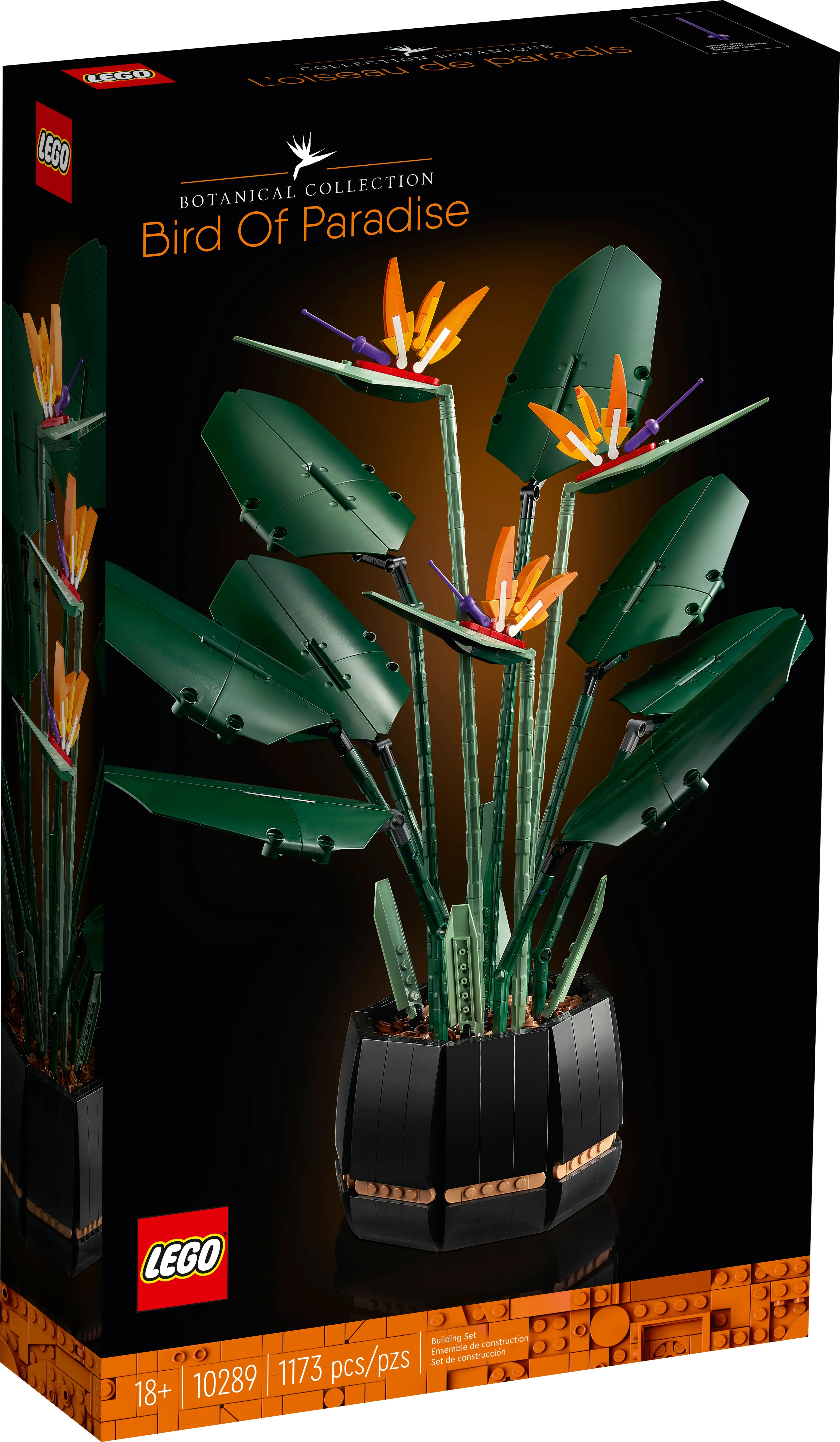 Bird of Paradise - Image 2