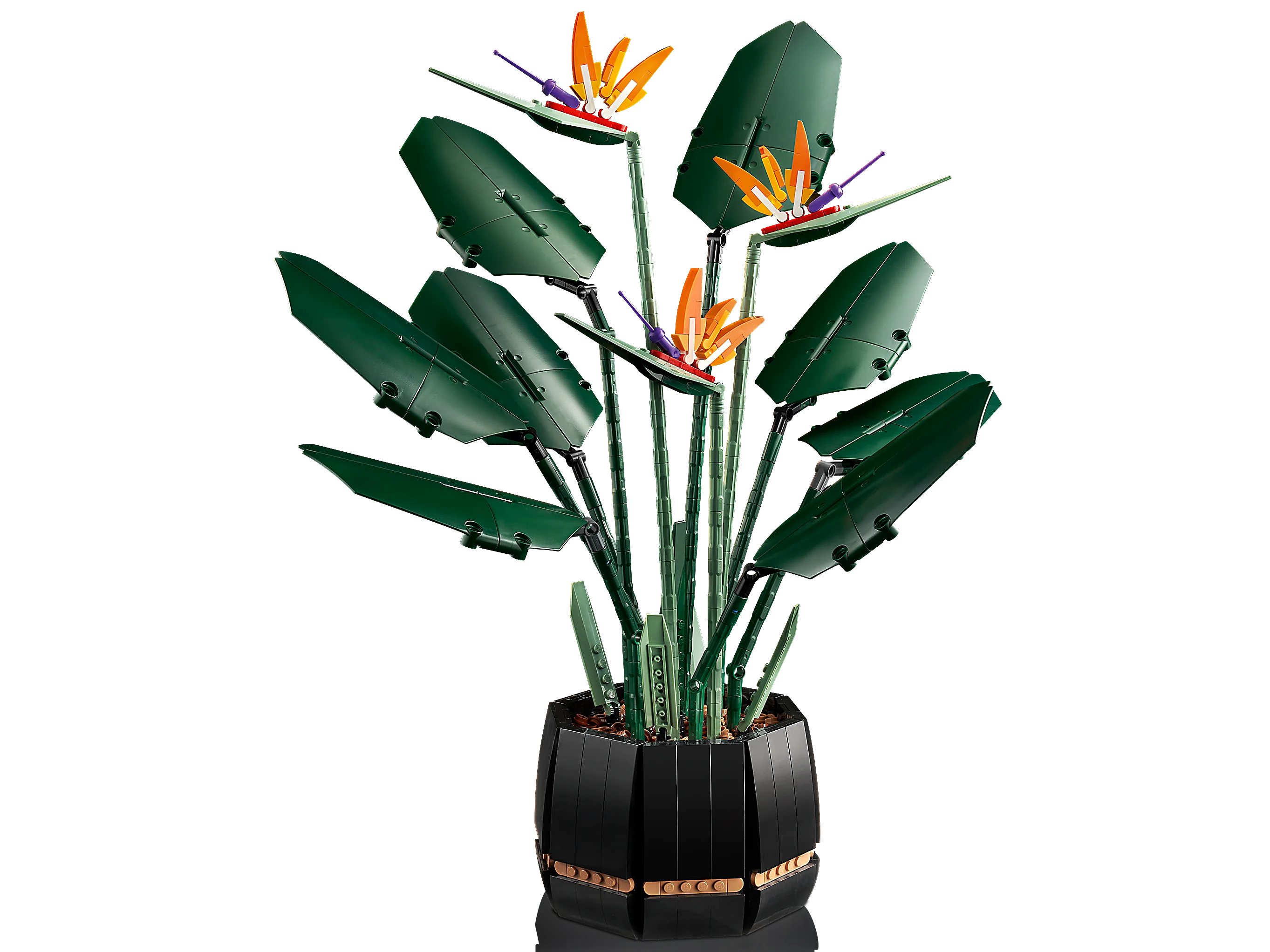 Bird of Paradise - Image 3