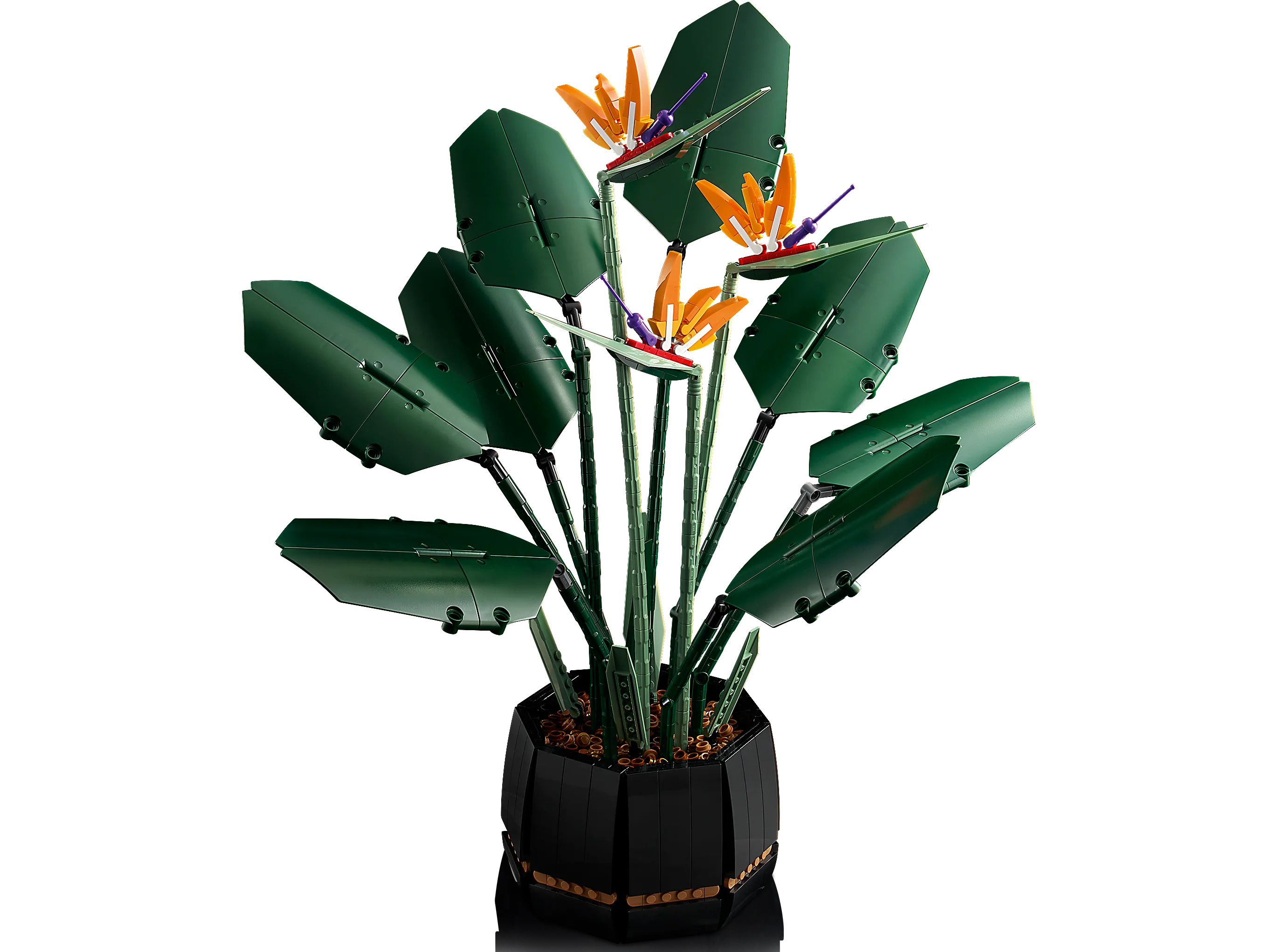 Bird of Paradise - Image 4