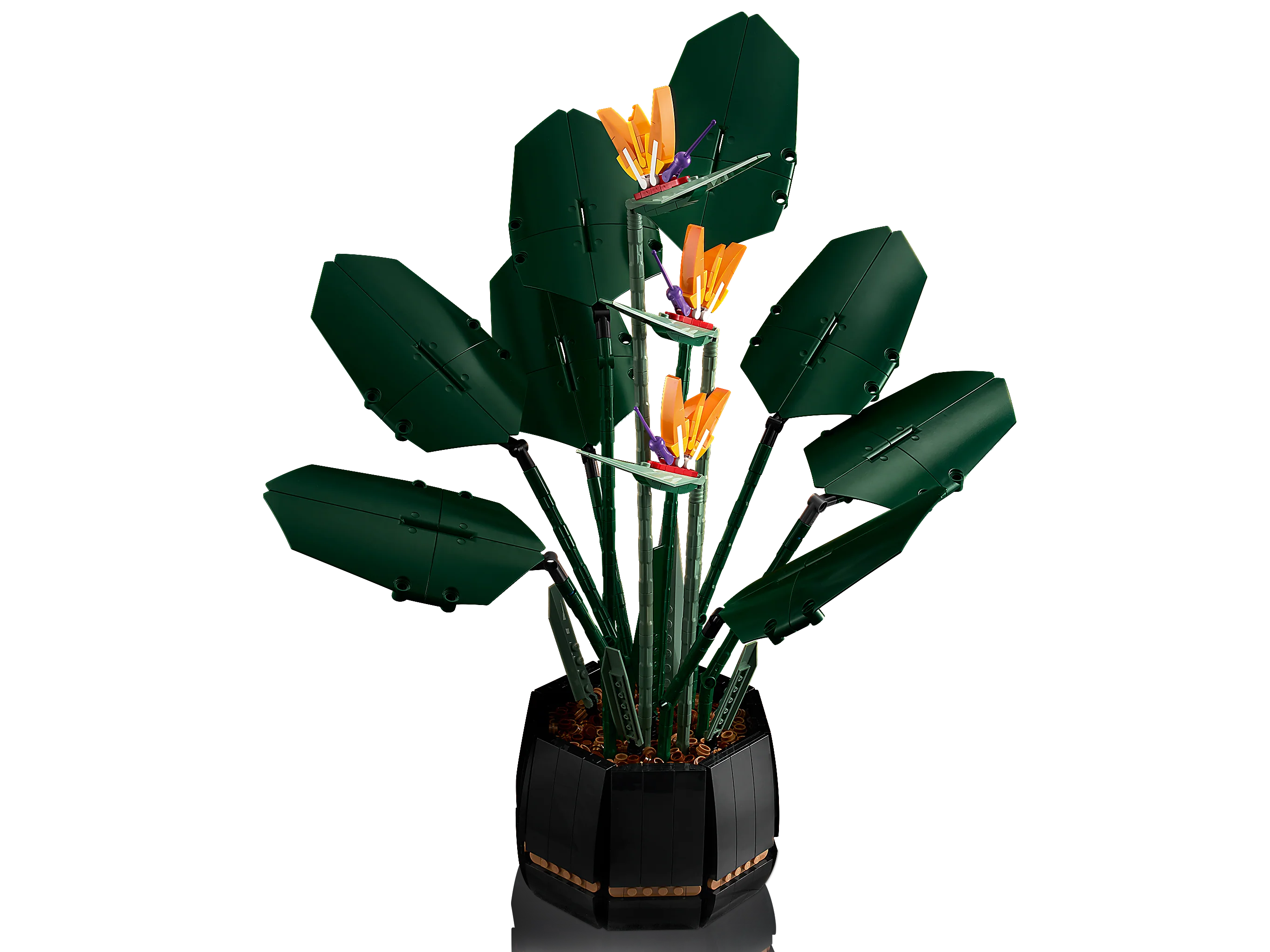 Bird of Paradise - Image 5