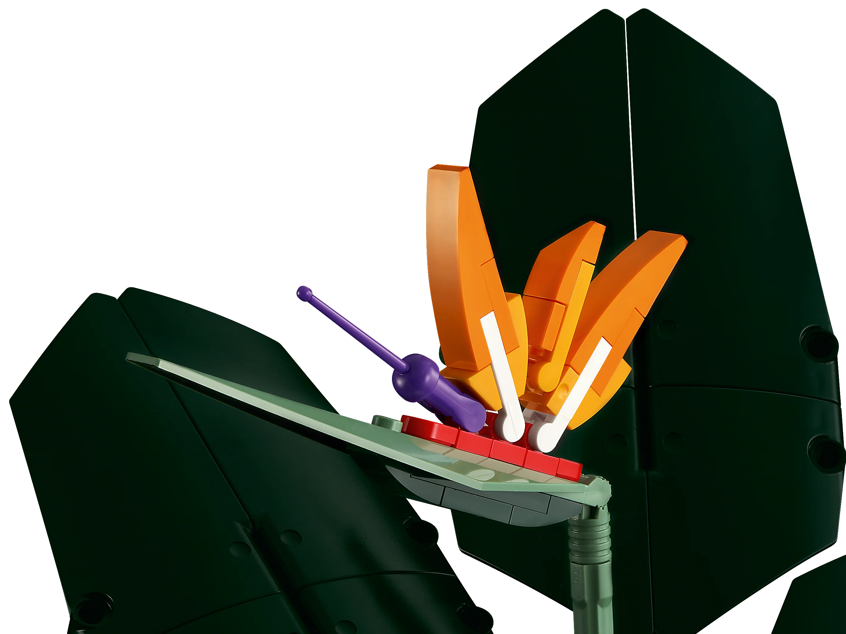 Bird of Paradise - Image 6