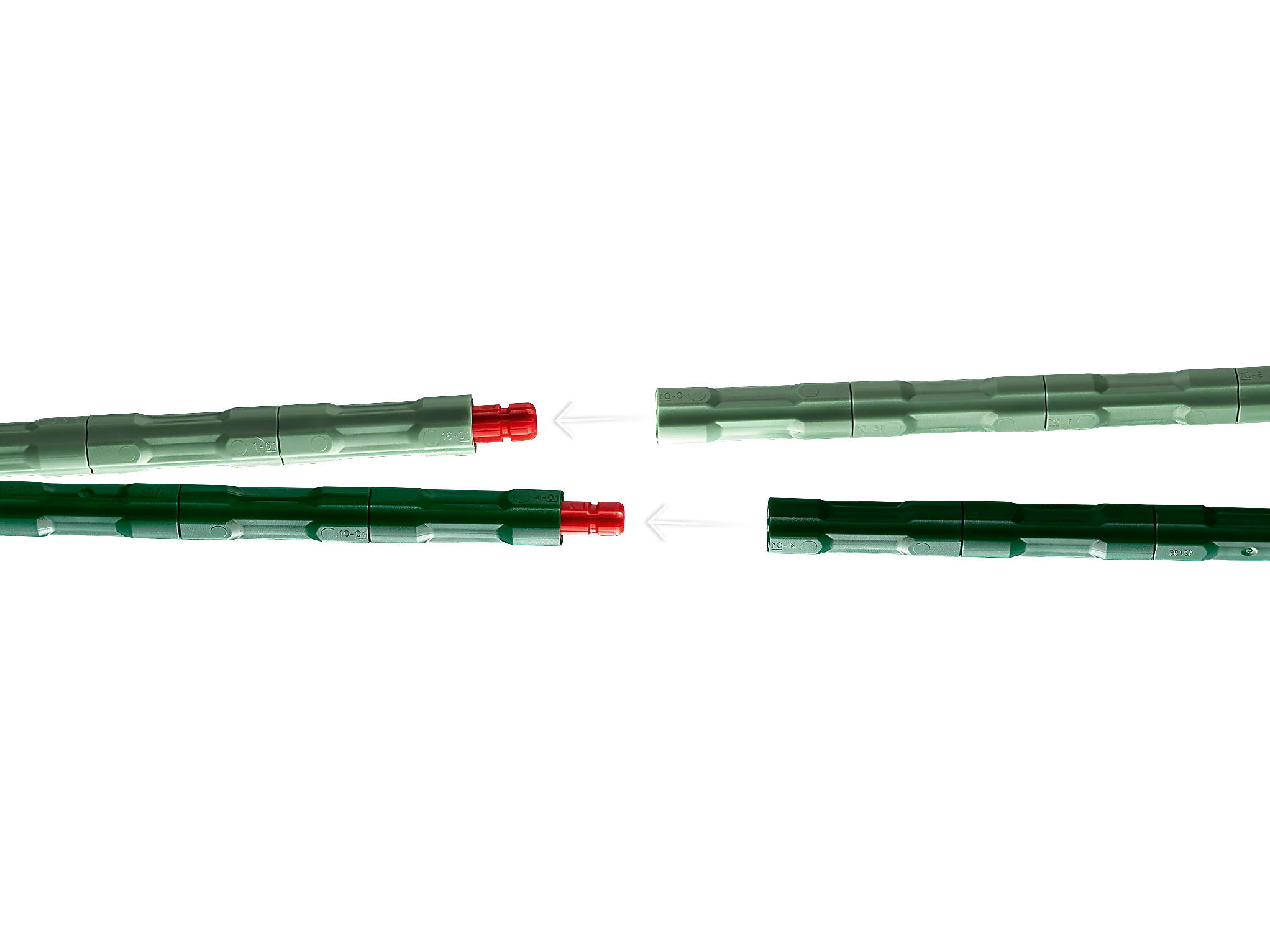 Bird of Paradise - Image 7
