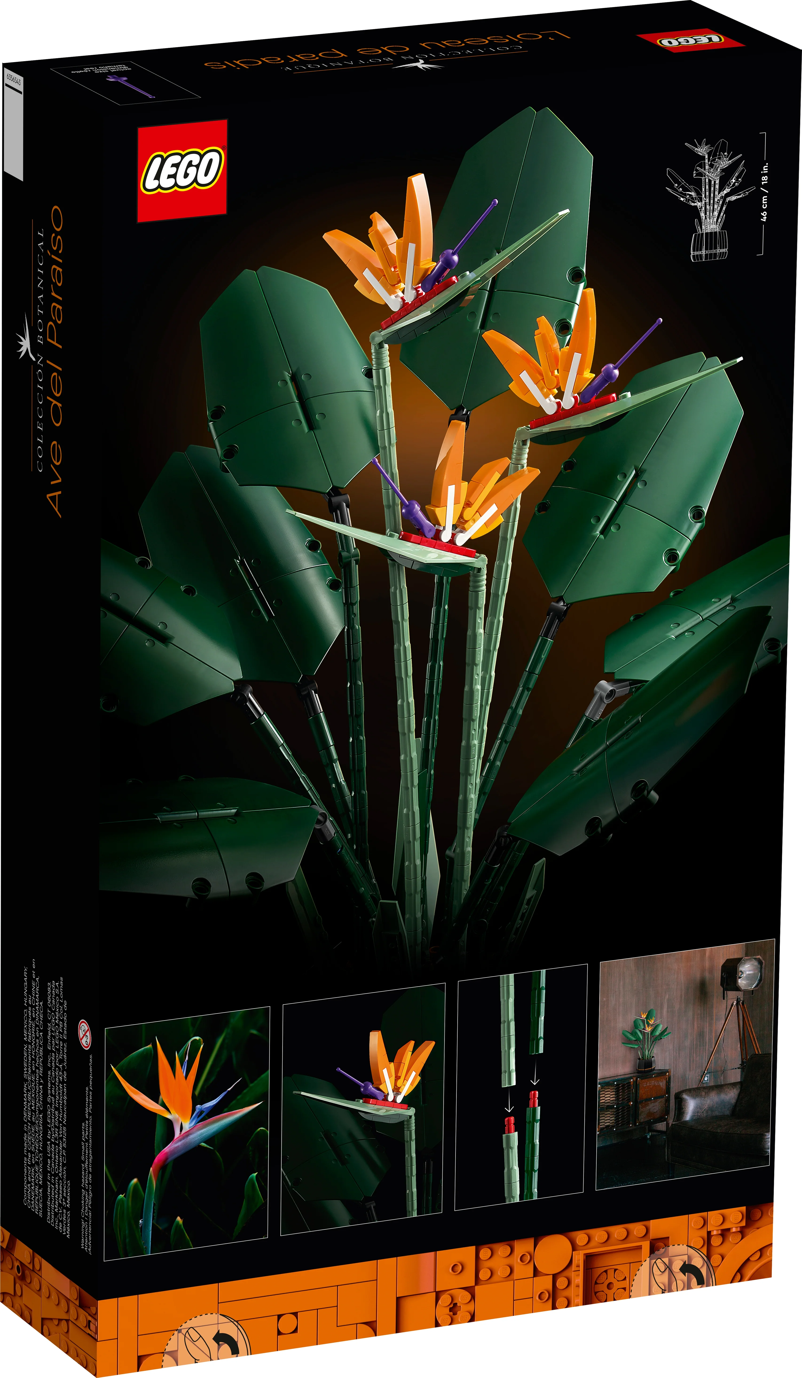 Bird of Paradise - Image 8