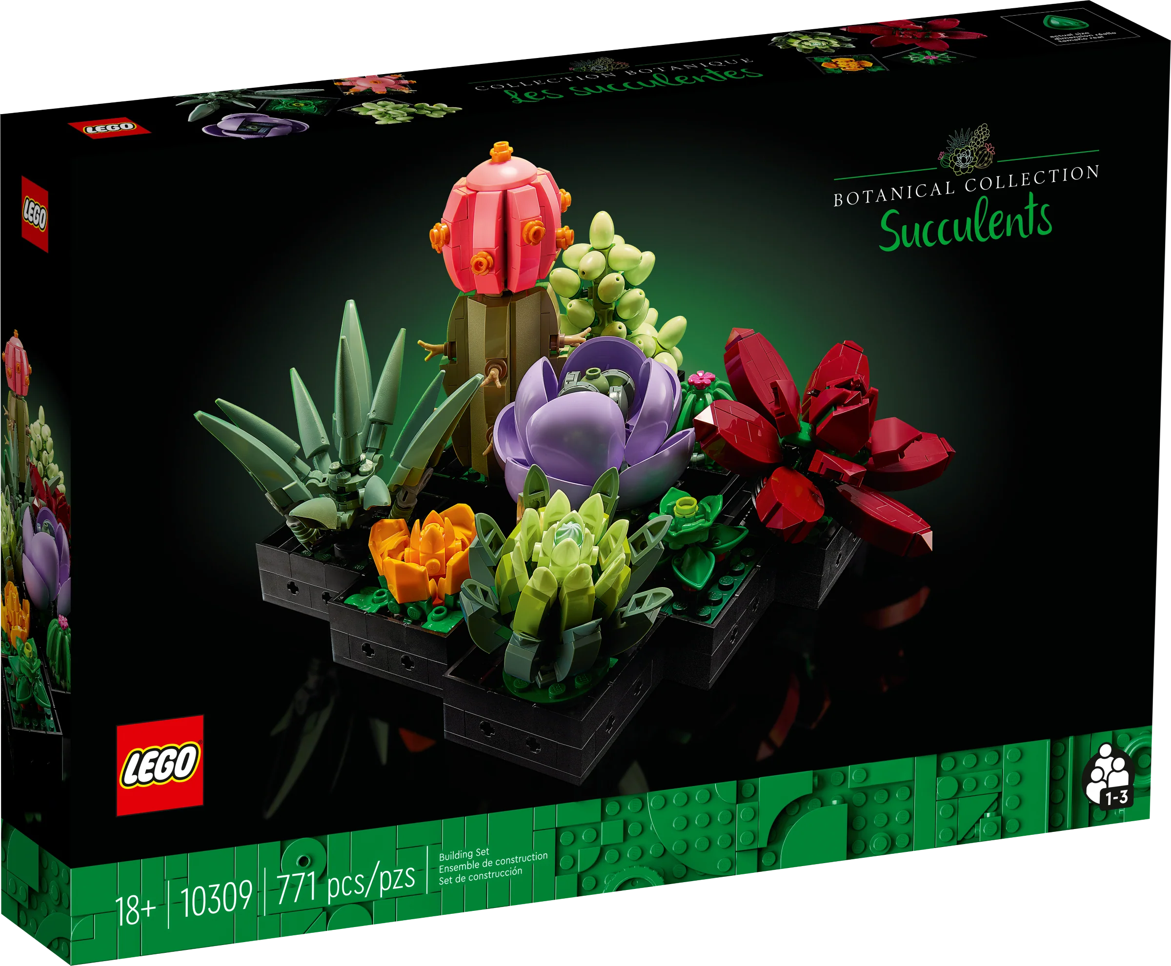 Succulents - Image 2