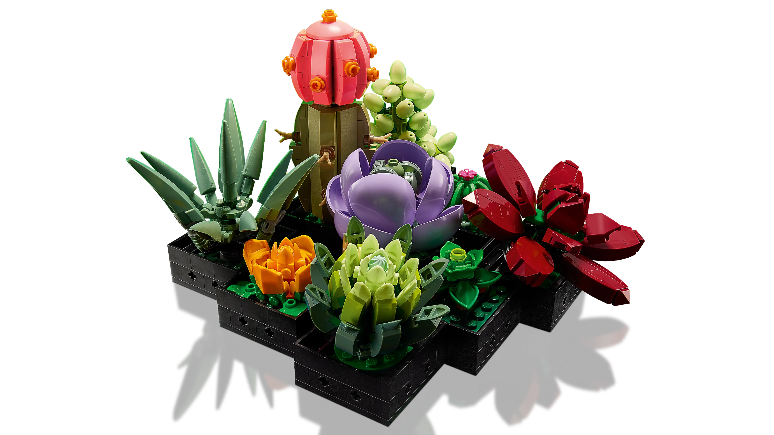 Succulents - Image 3