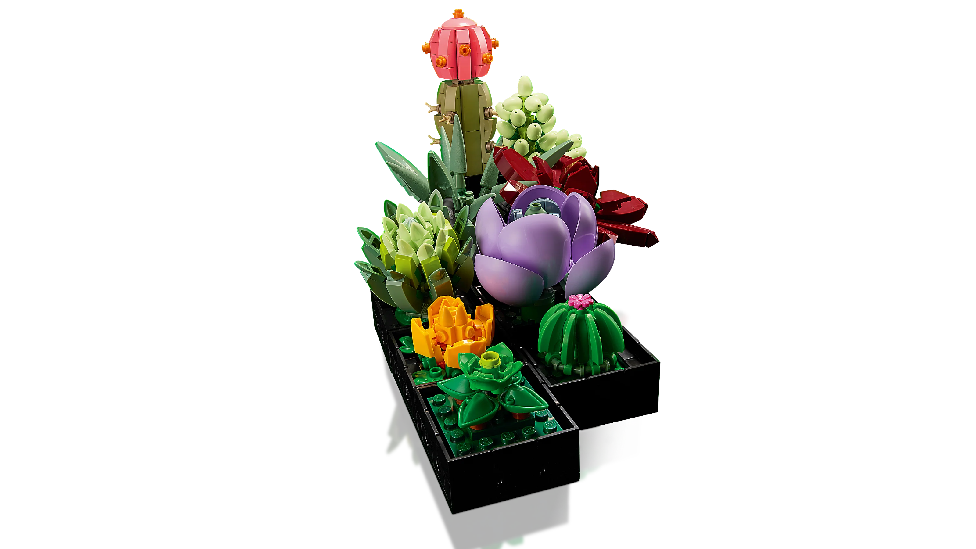 Succulents - Image 4