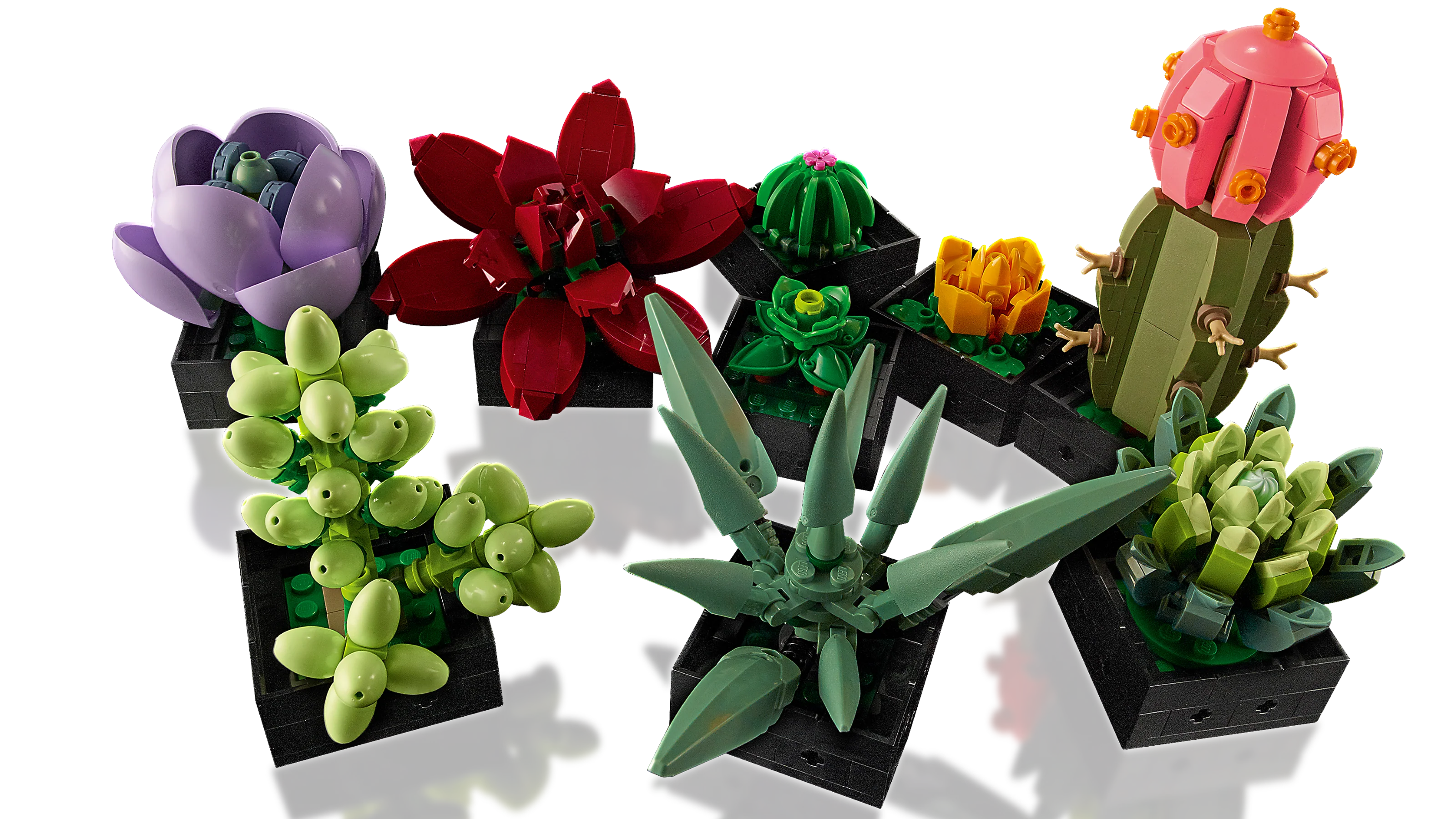 Succulents - Image 5