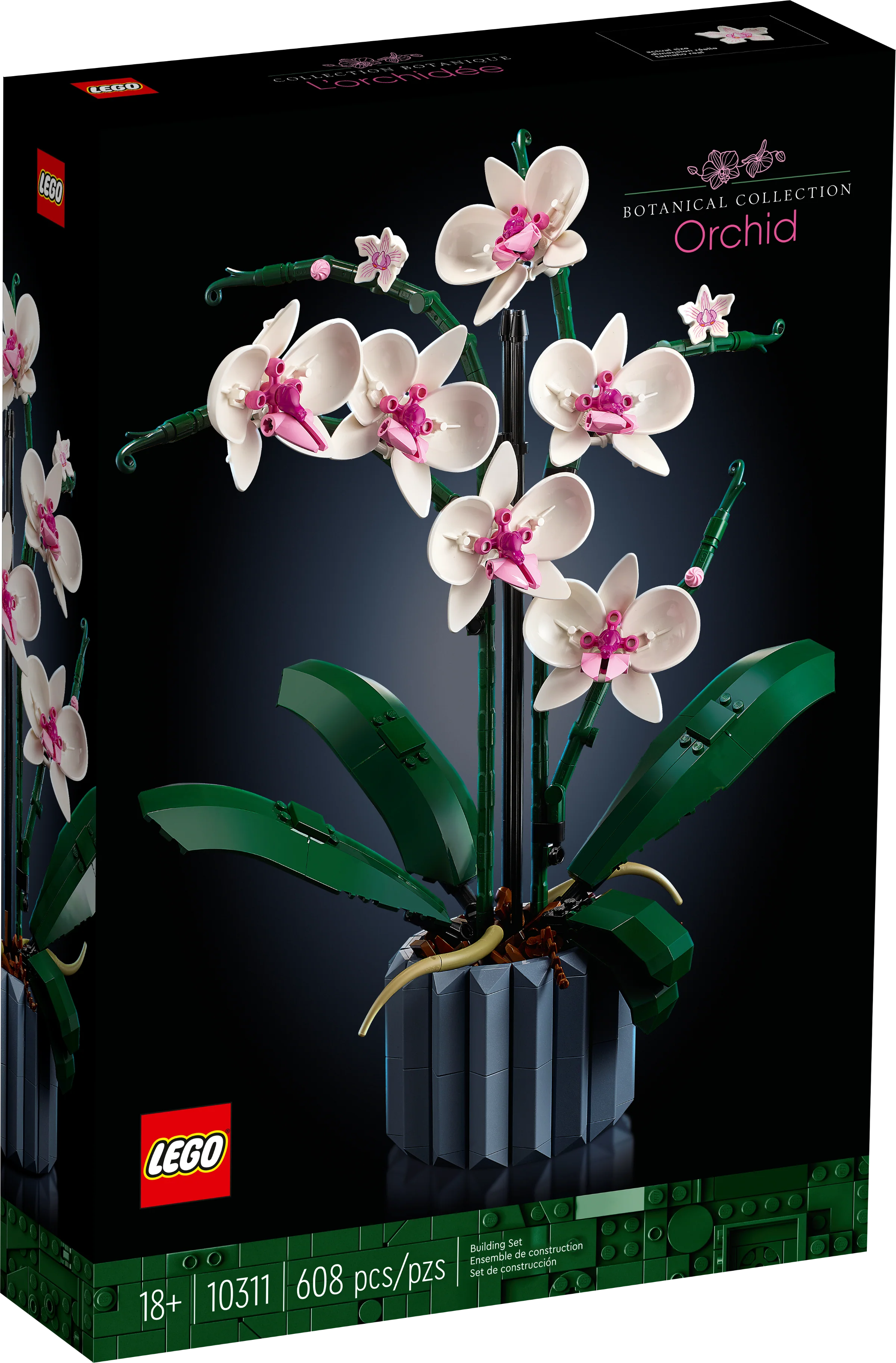 Orchid - Image 2