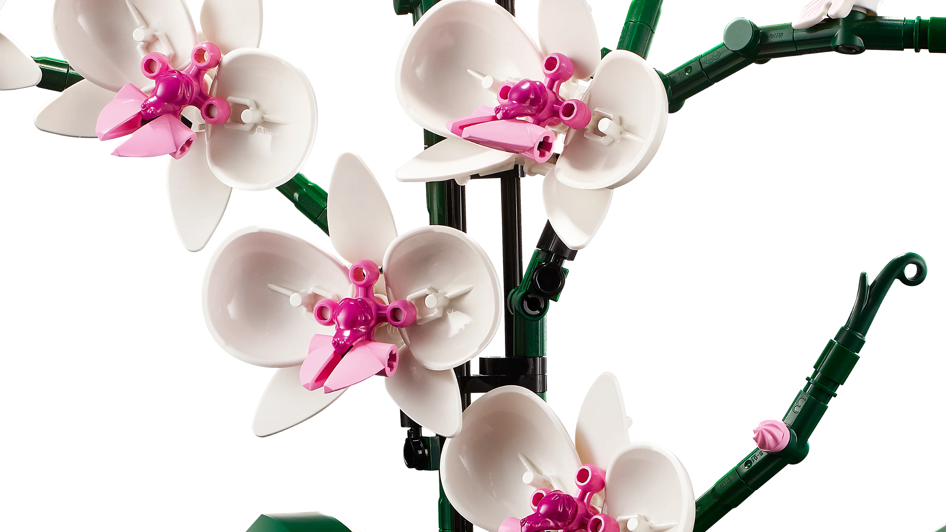 Orchid - Image 4