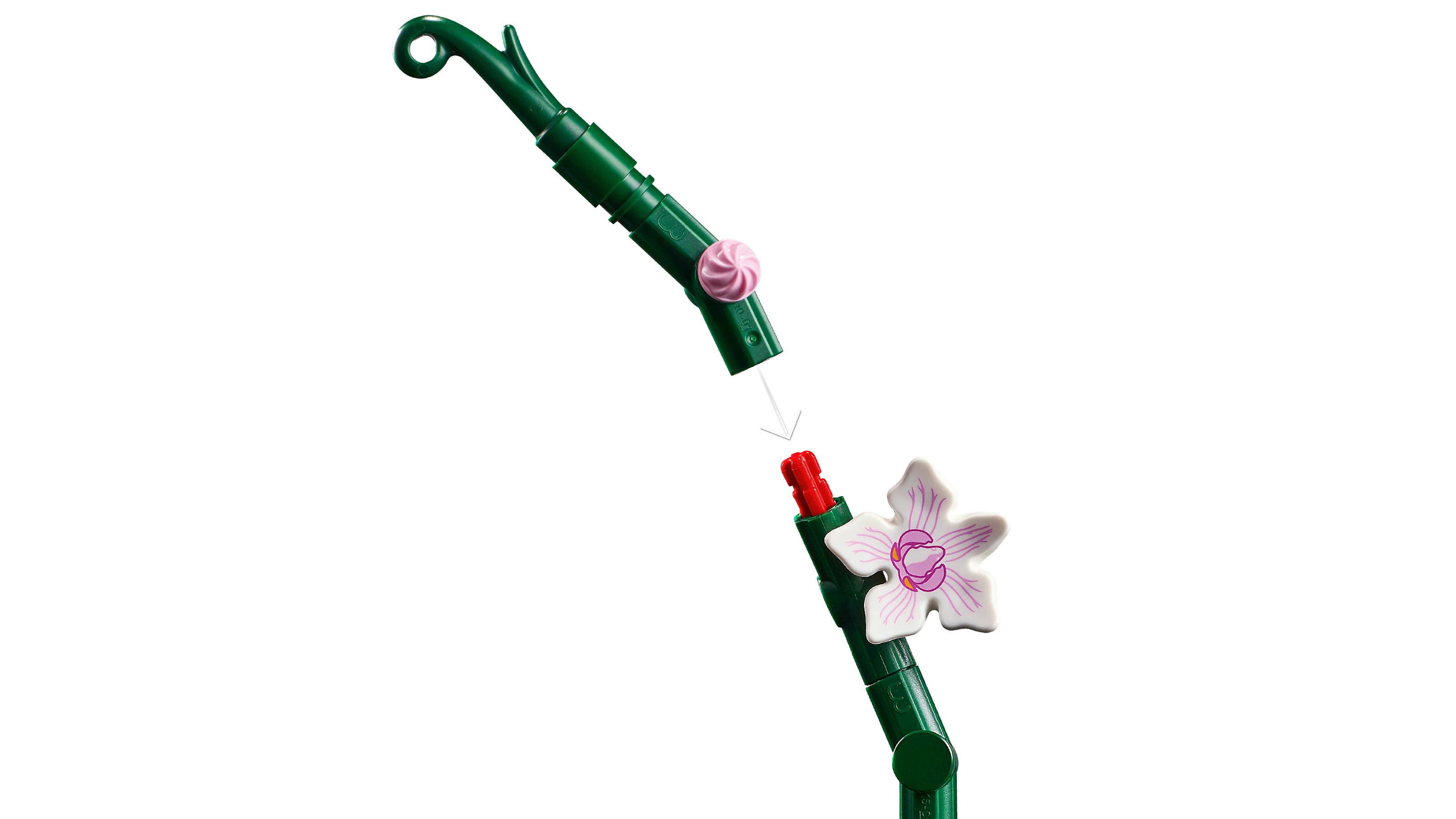 Orchid - Image 5