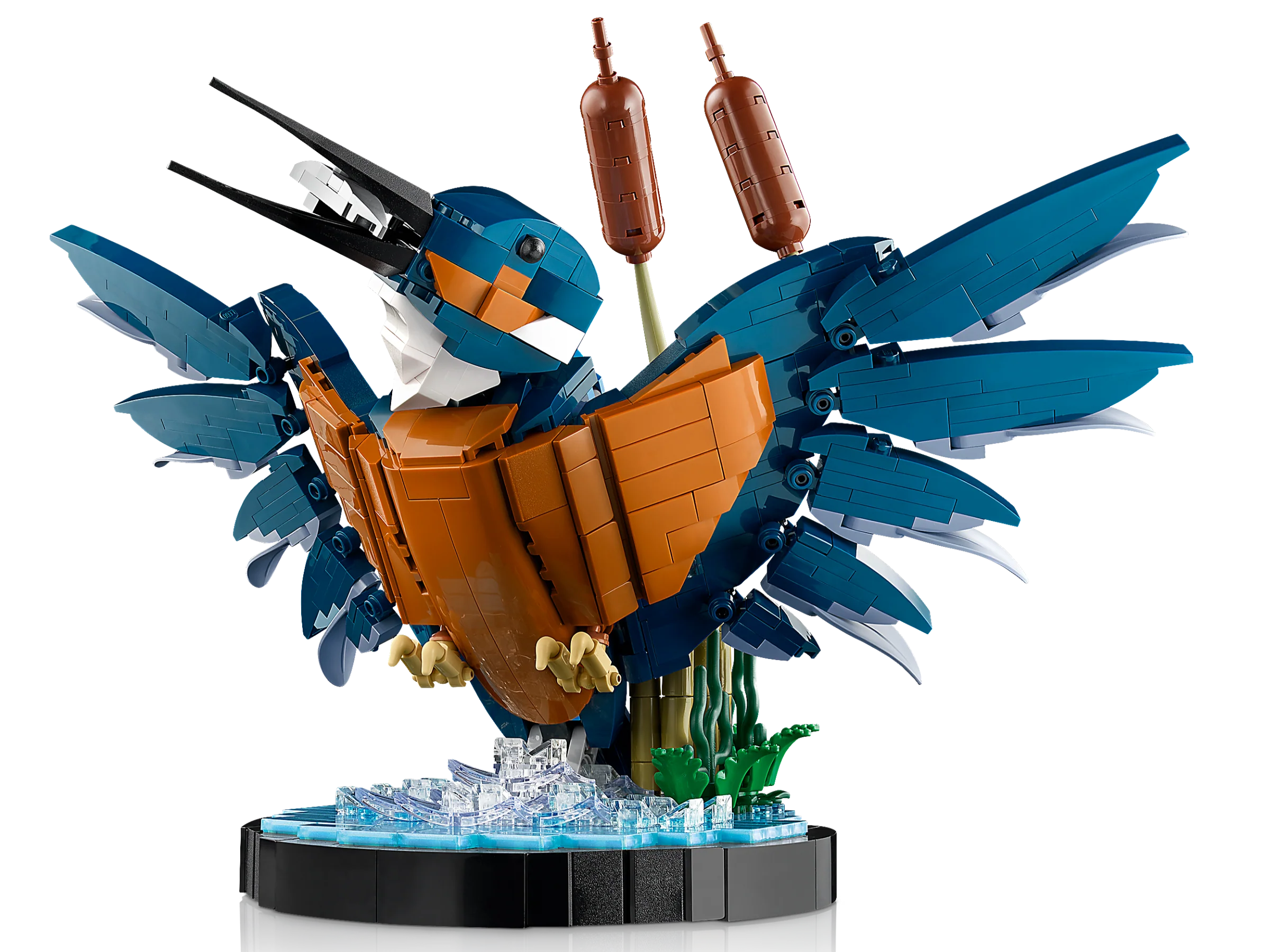 Kingfisher - Image 4