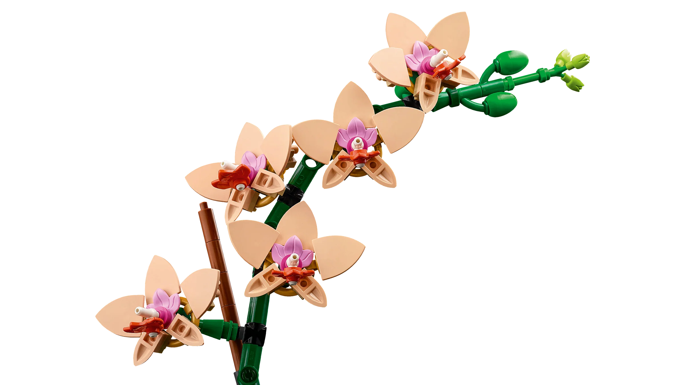 Mini Orchid - Image 4