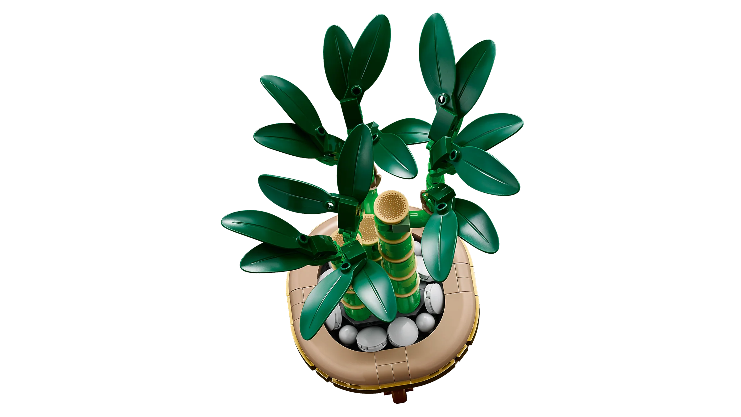 Lucky Bamboo - Image 3