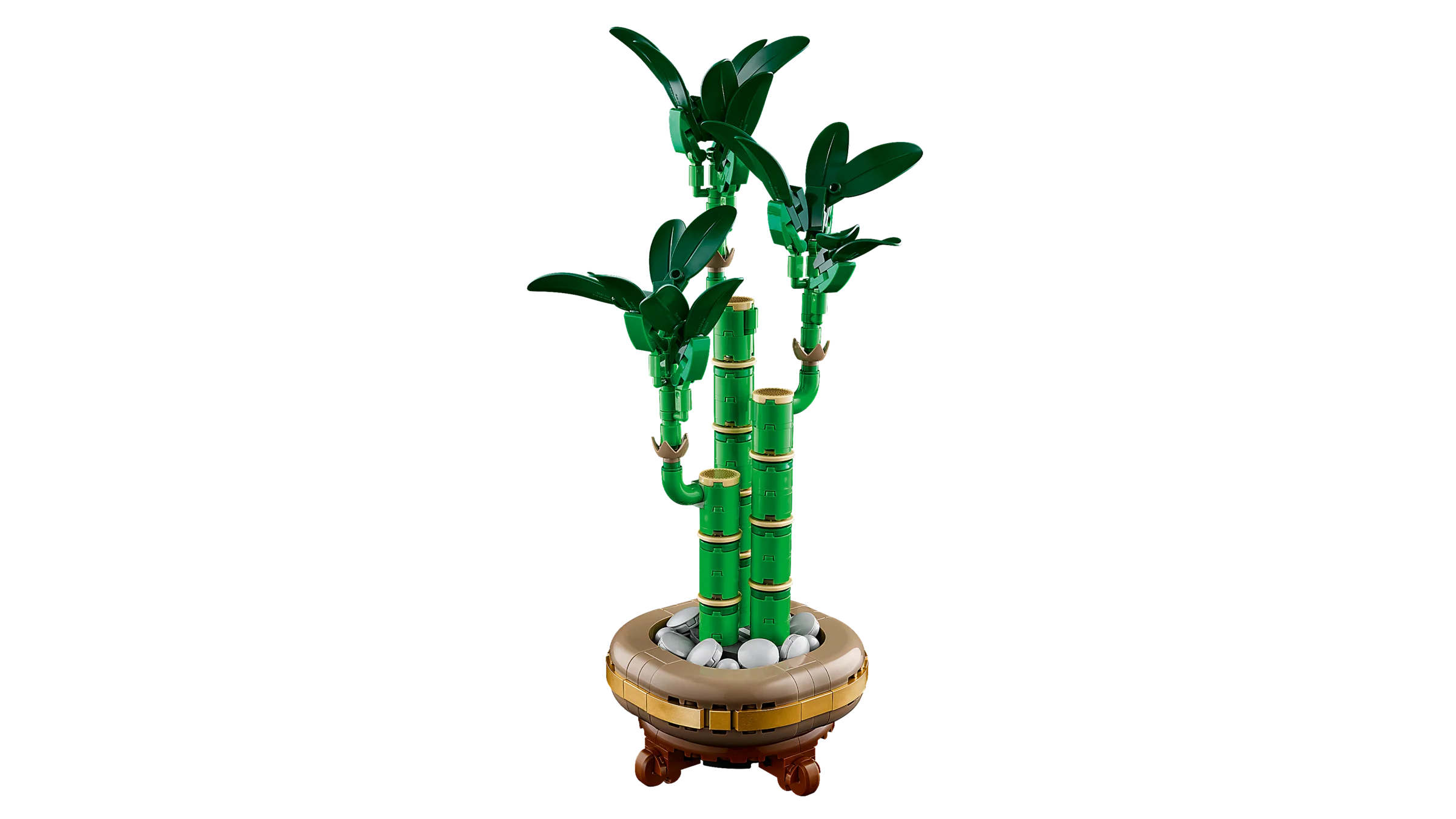 Lucky Bamboo - Image 4