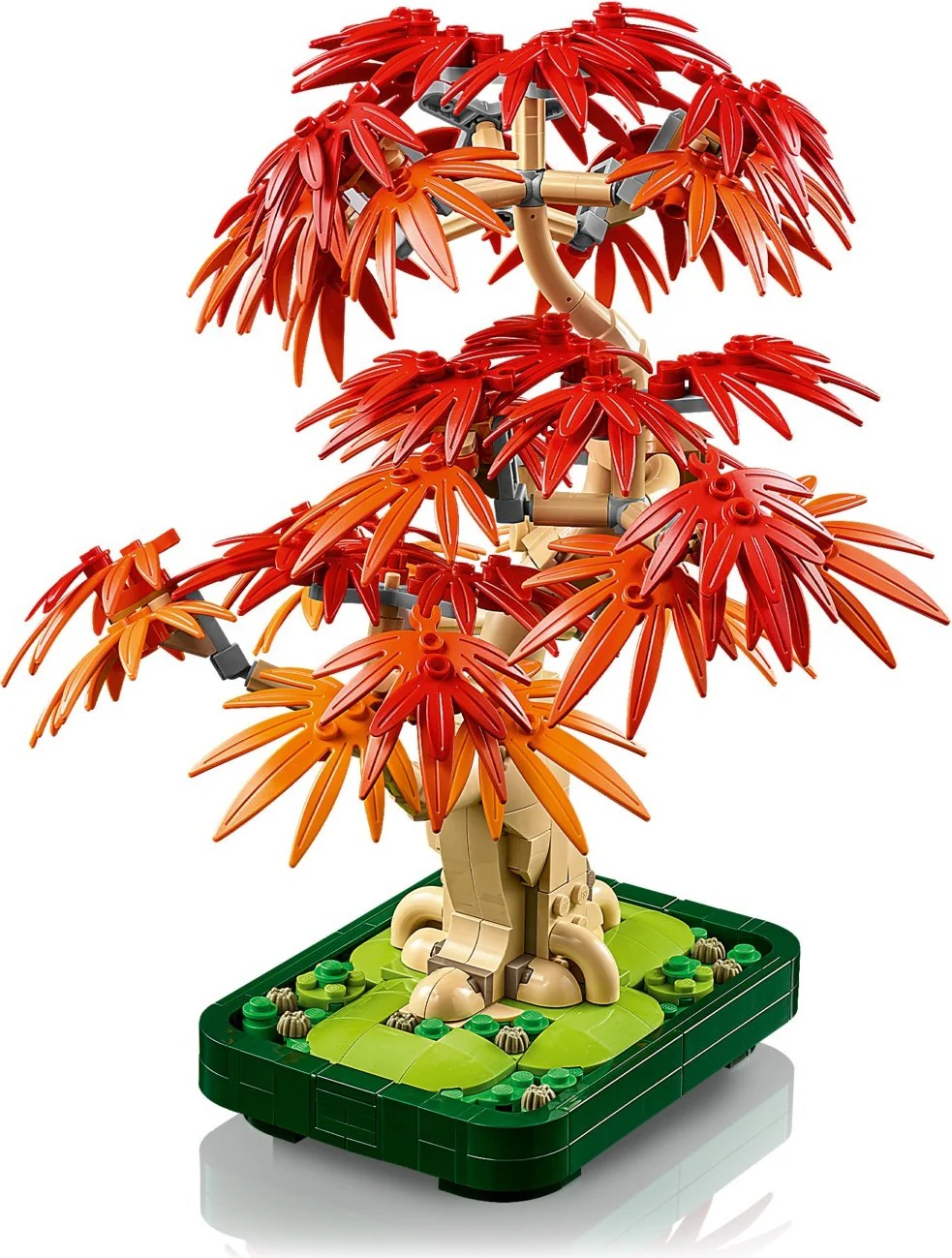 Japanese Maple Tree - Image 11