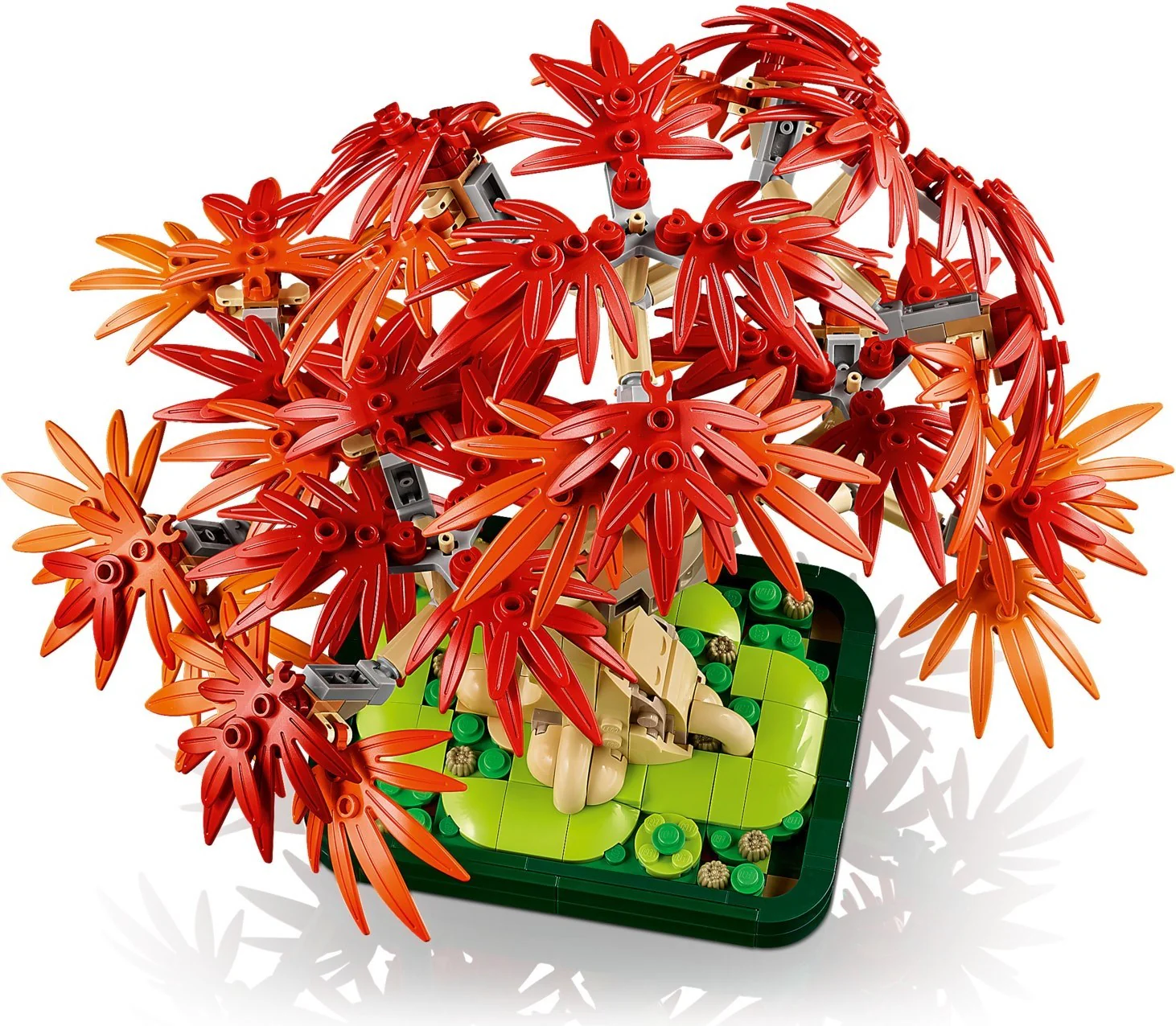 Japanese Maple Tree - Image 12