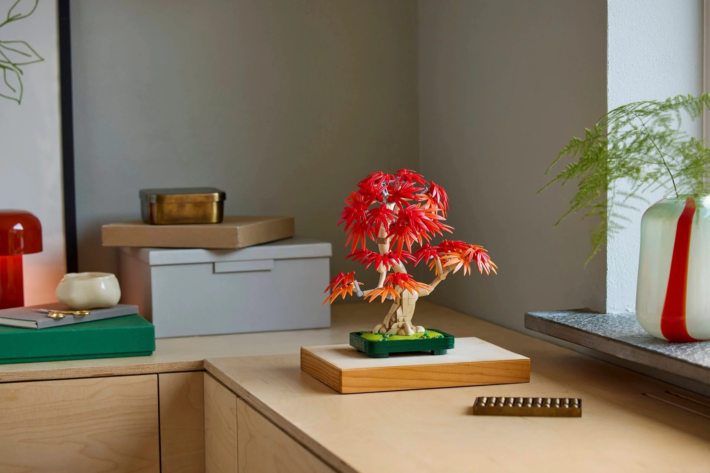 Japanese Maple Tree - Image 8