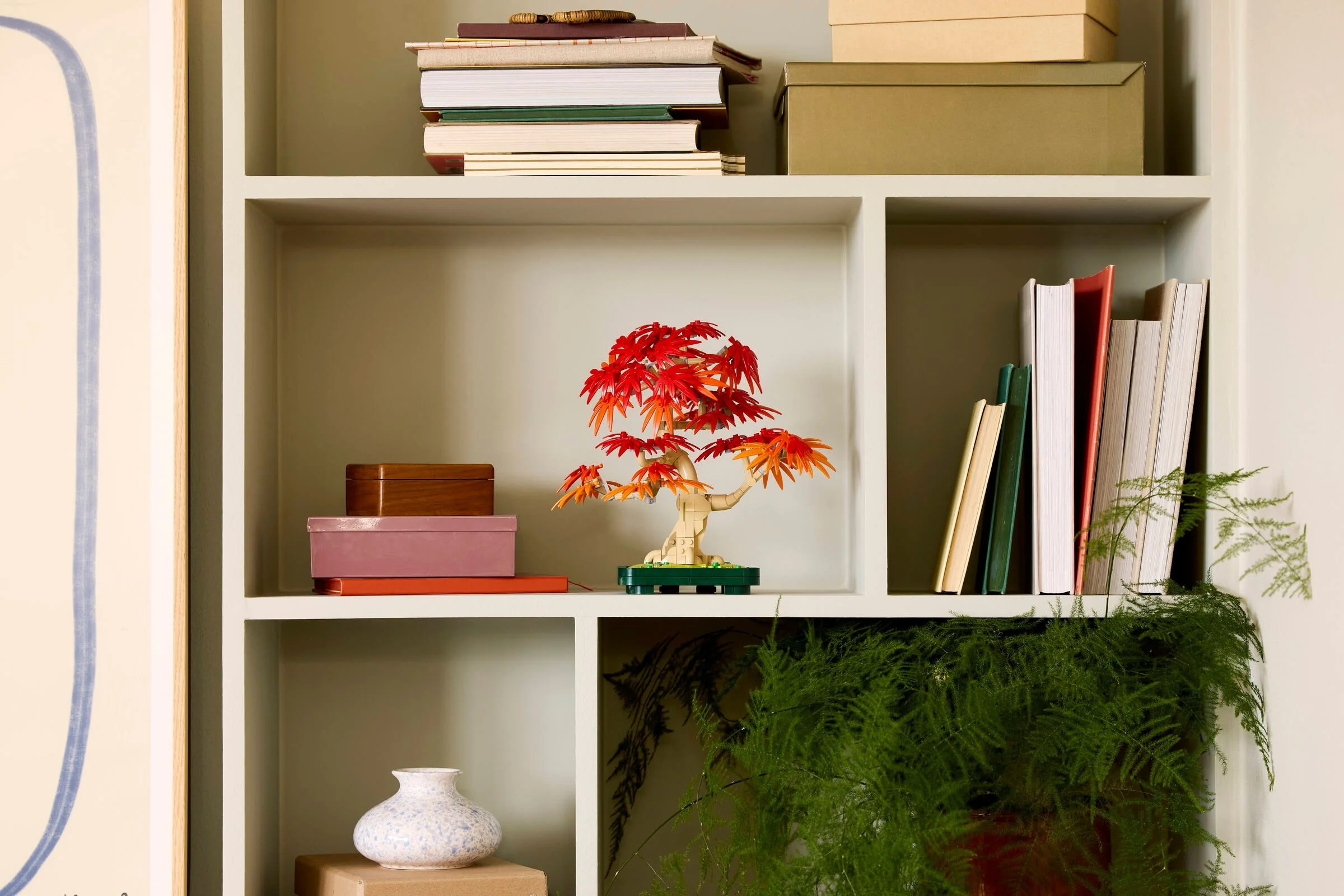 Japanese Maple Tree - Image 9