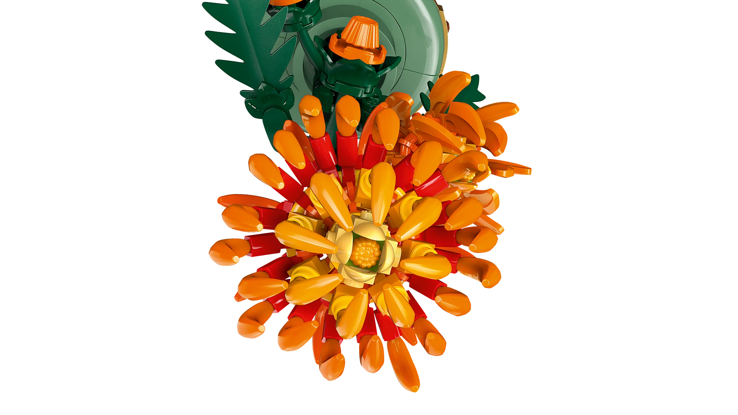 Chrysanthemum - Image 4