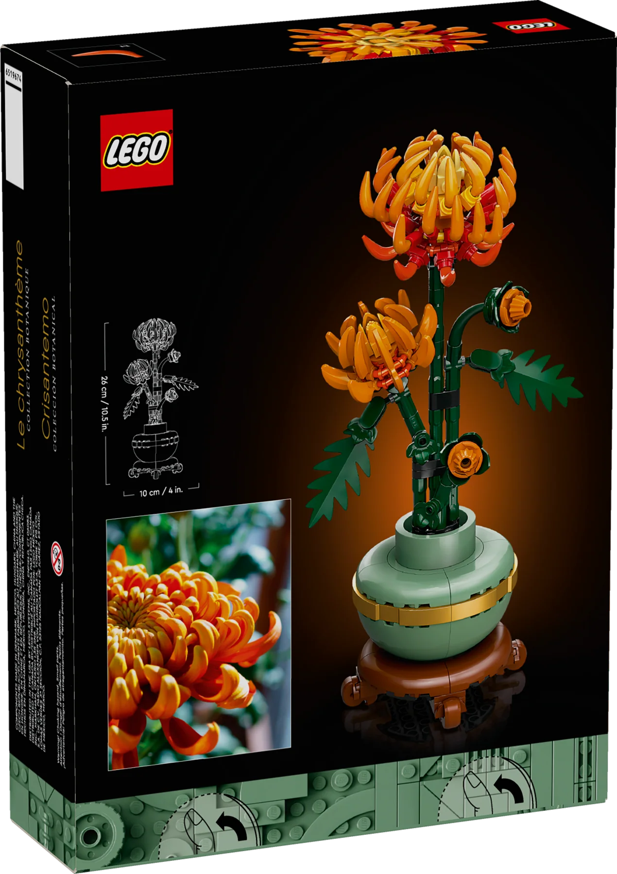 Chrysanthemum - Image 5