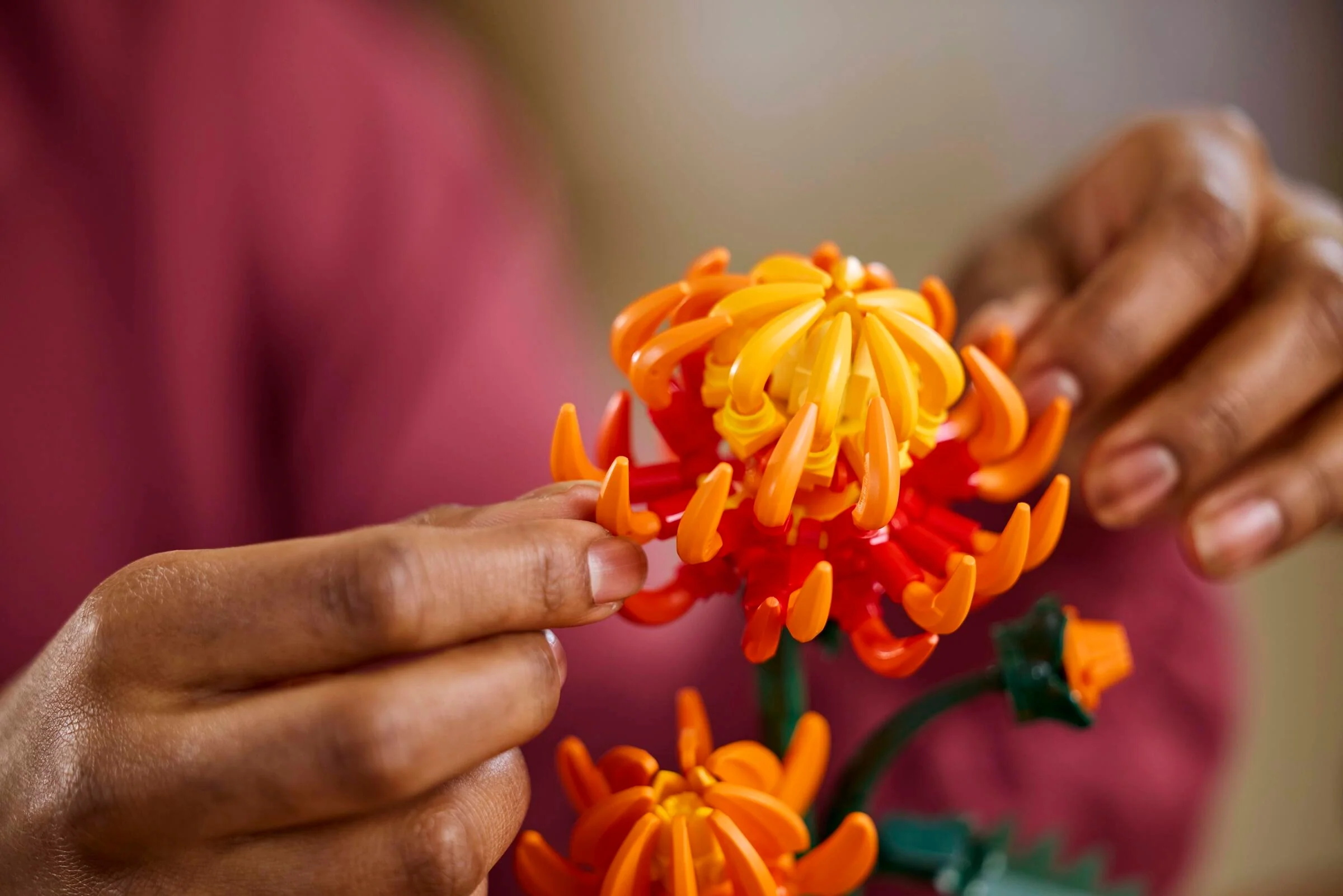 Chrysanthemum - Image 7