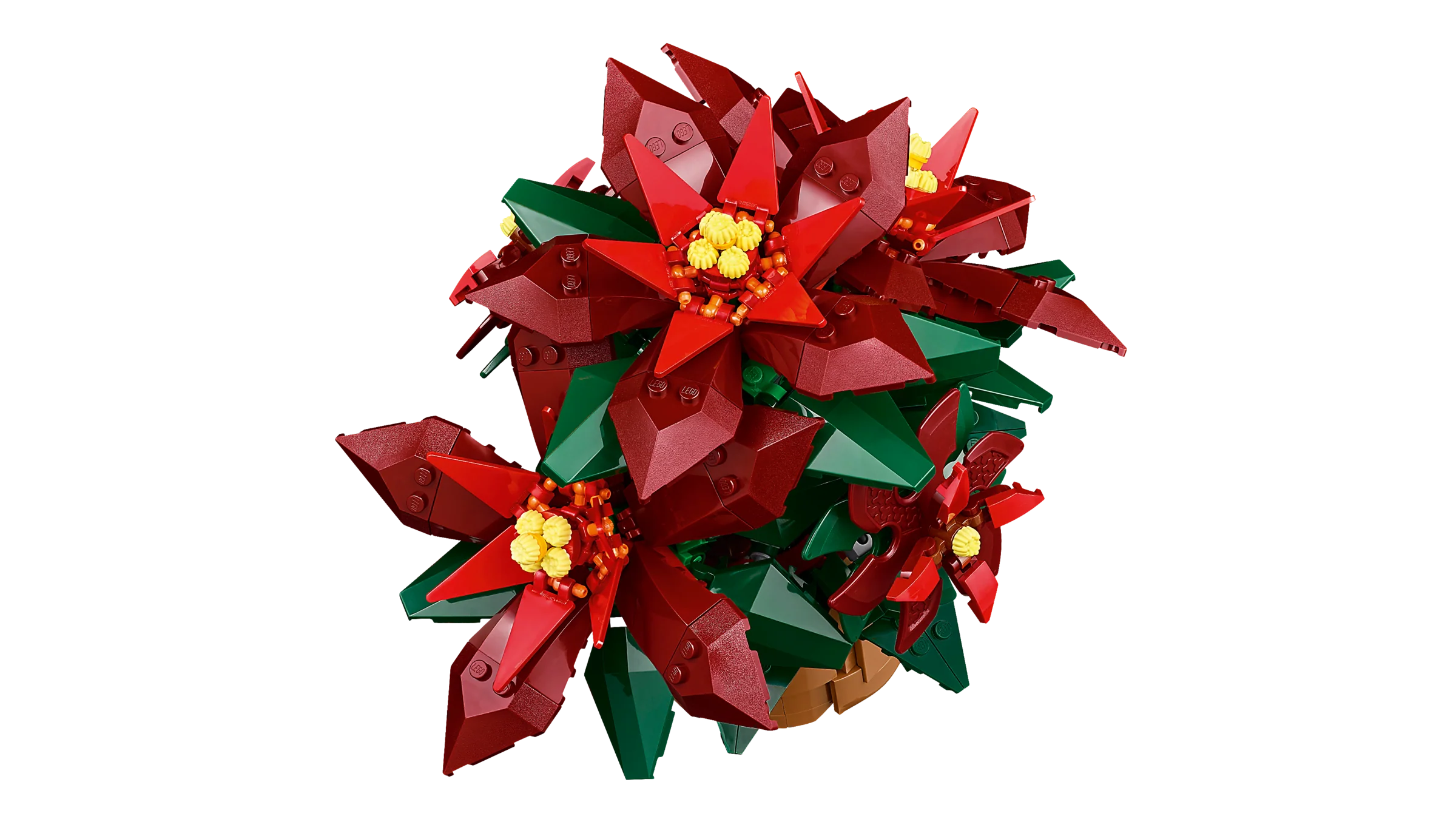 Poinsettia - Image 3