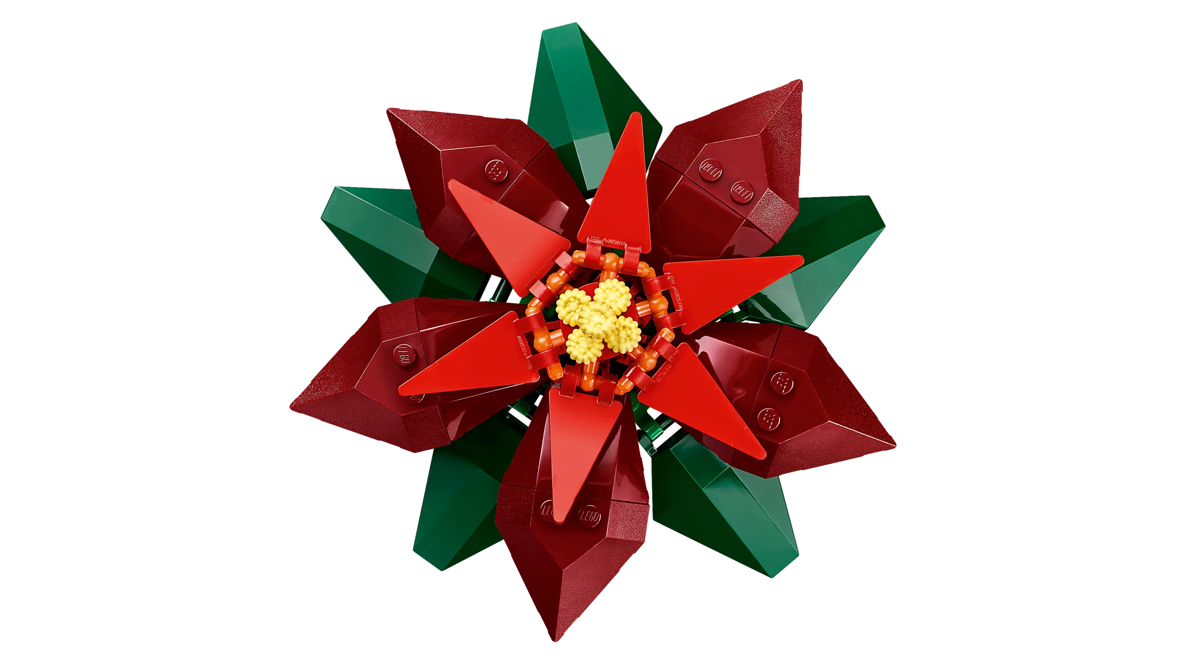 Poinsettia - Image 4