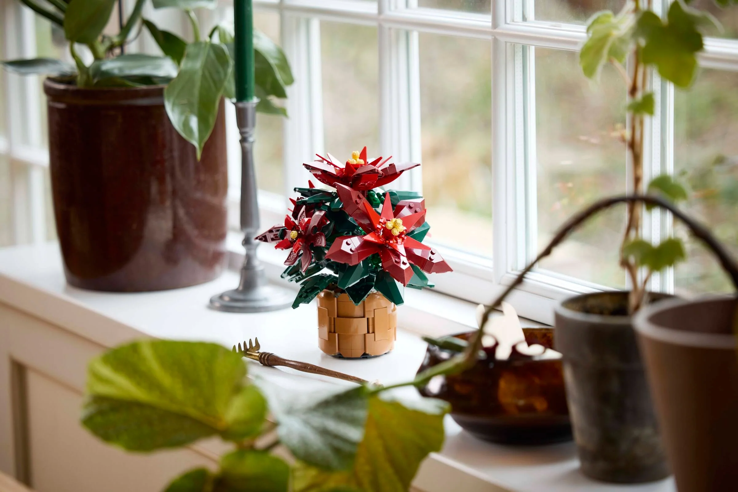 Poinsettia - Image 6