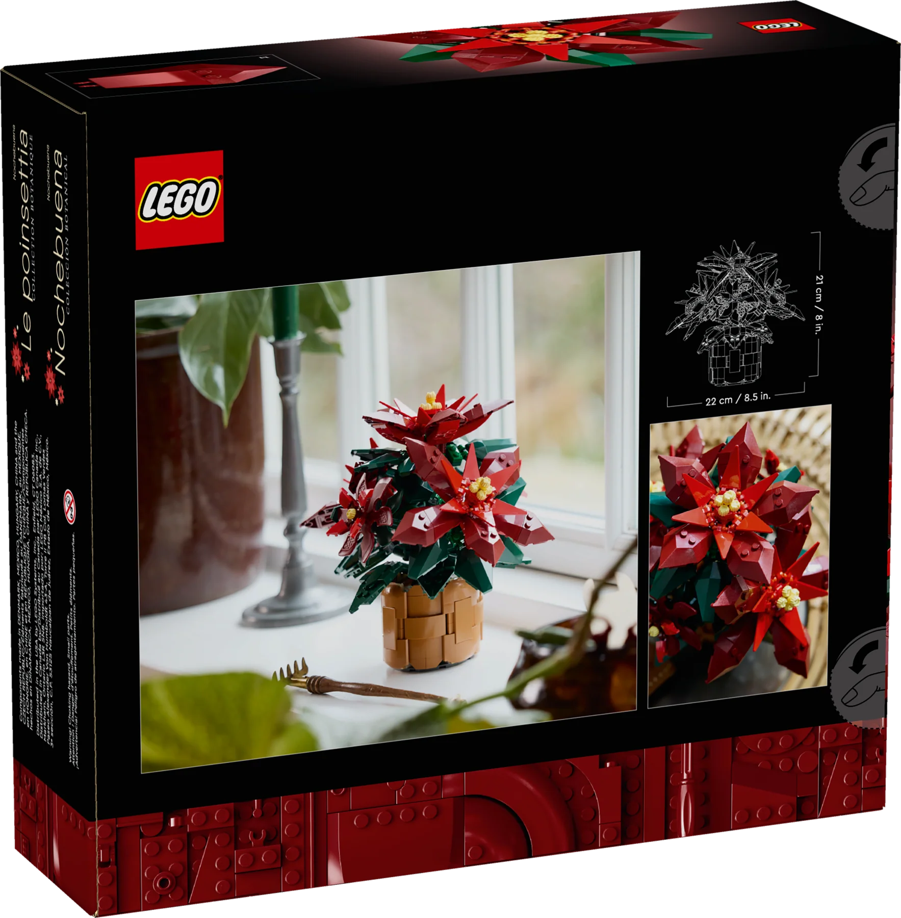 Poinsettia - Image 8