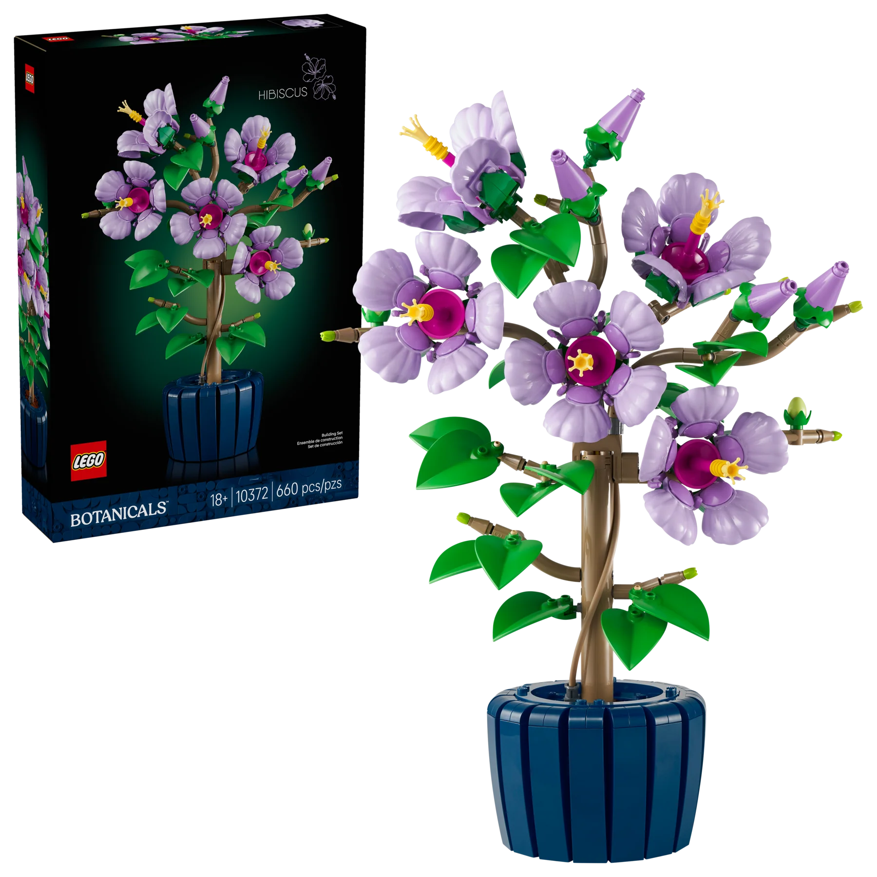 Hibiscus - Image 2