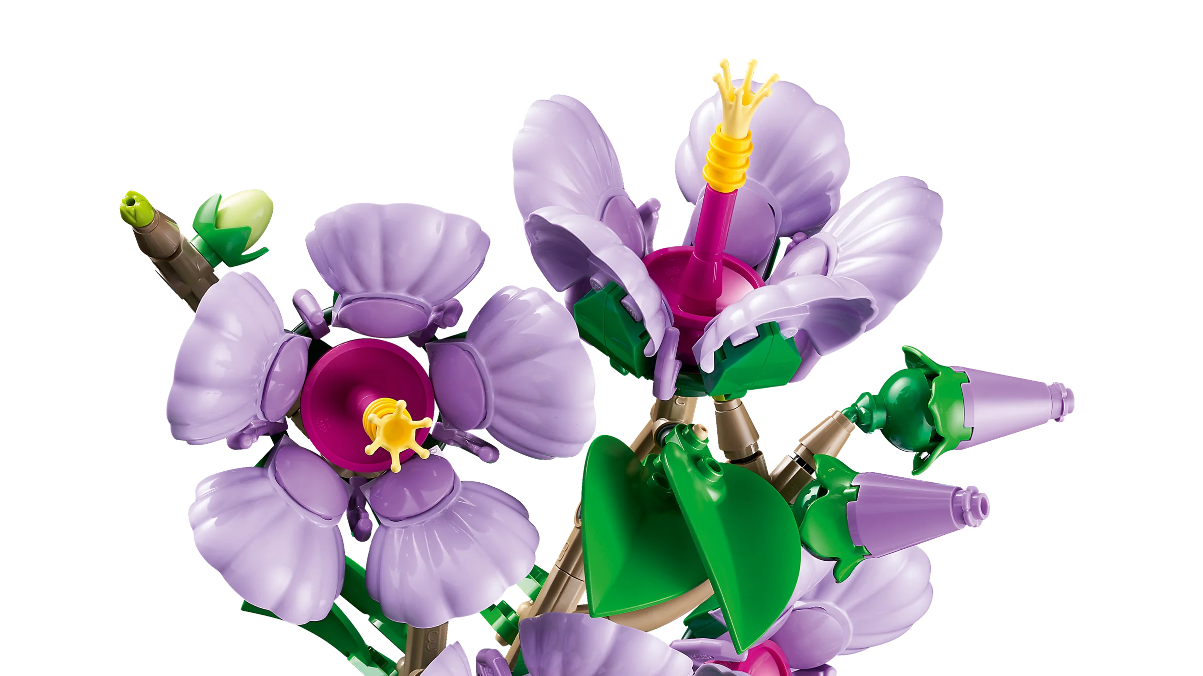 Hibiscus - Image 6