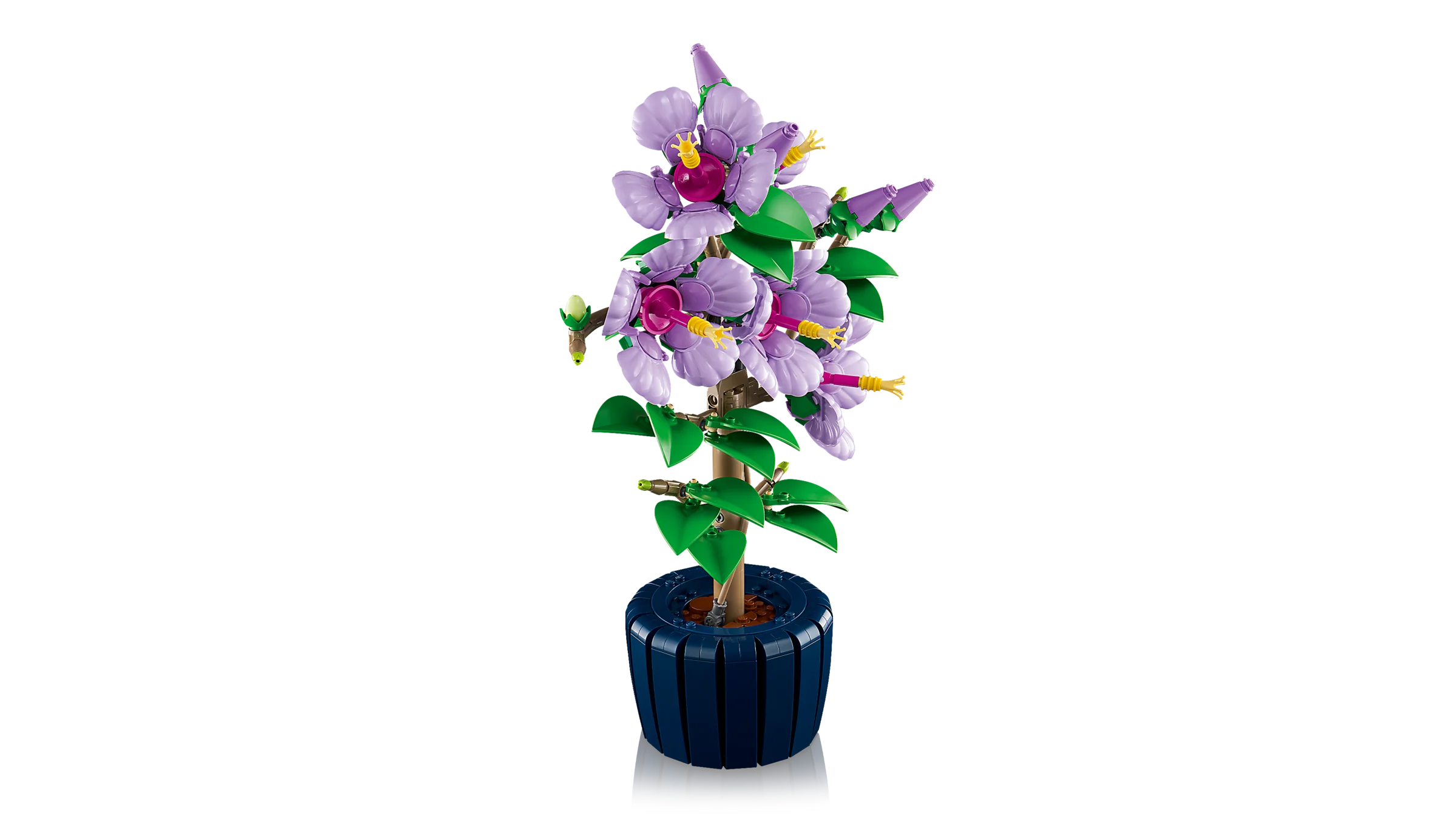 Hibiscus - Image 7