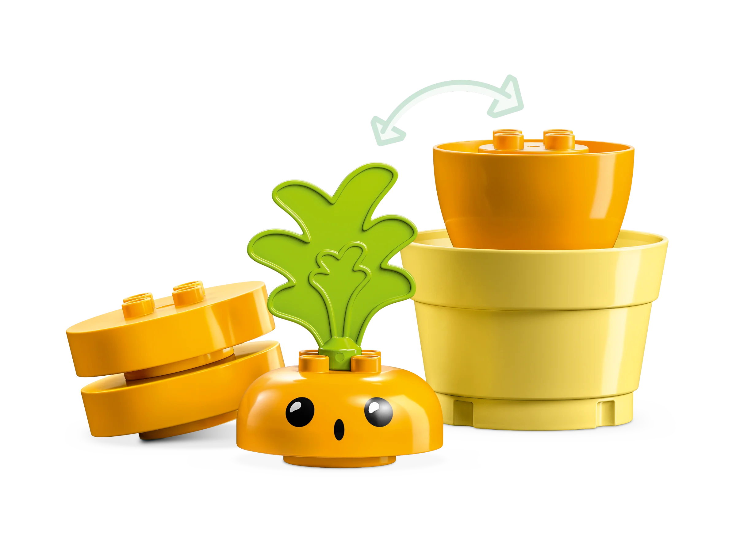 Growing Carrot - Image 4