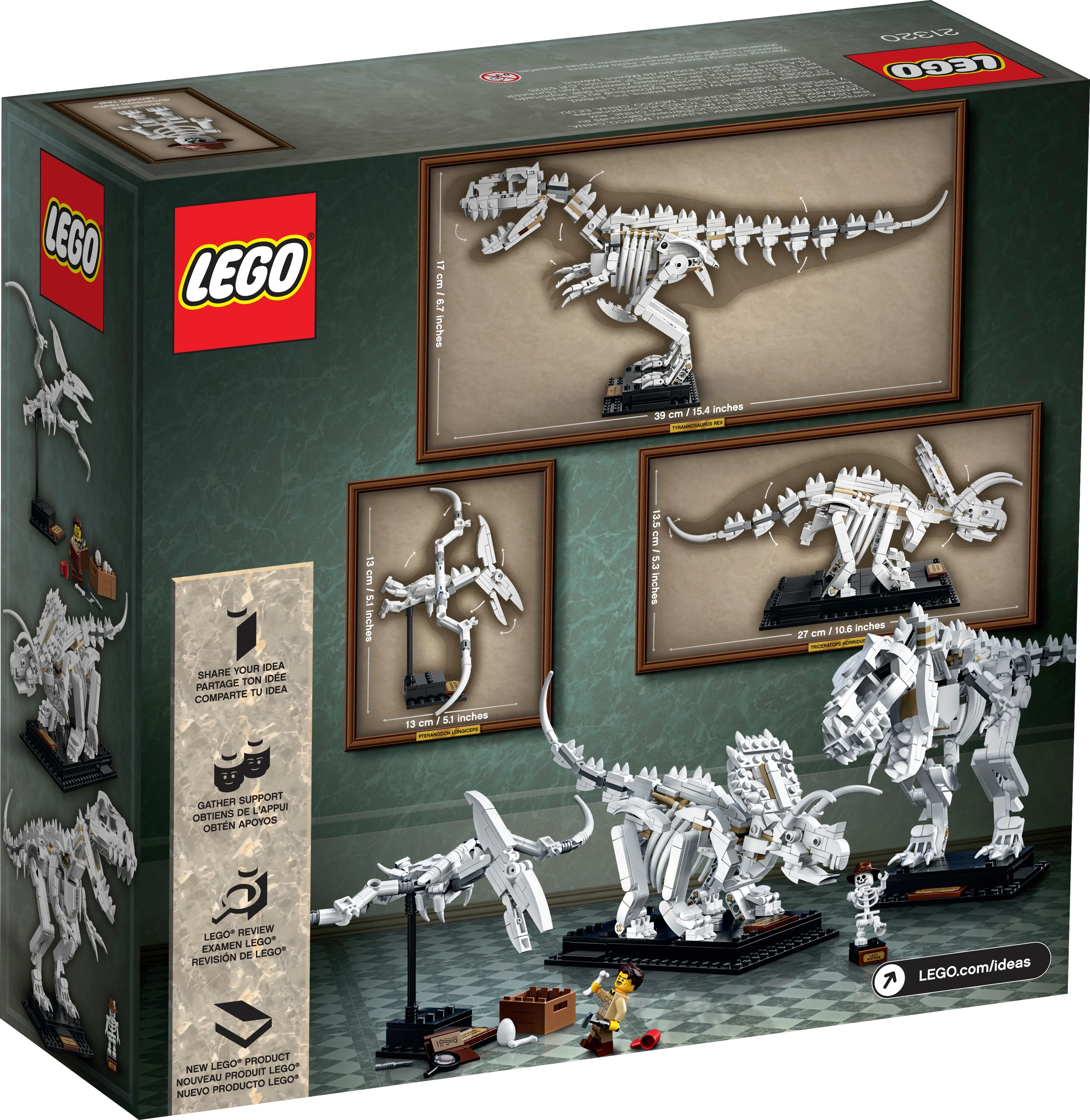 Dinosaur Fossils - Image 12