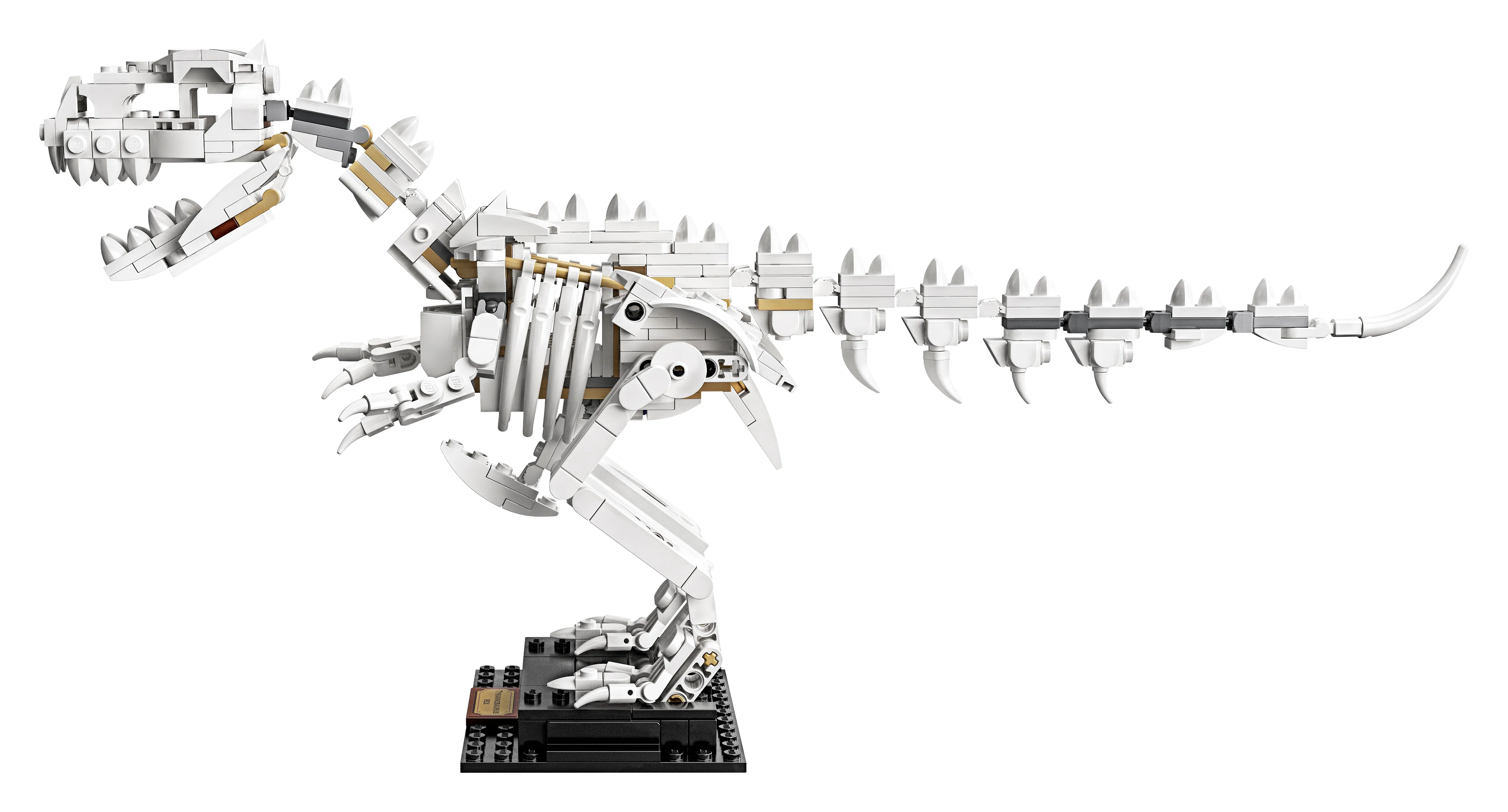 Dinosaur Fossils - Image 19