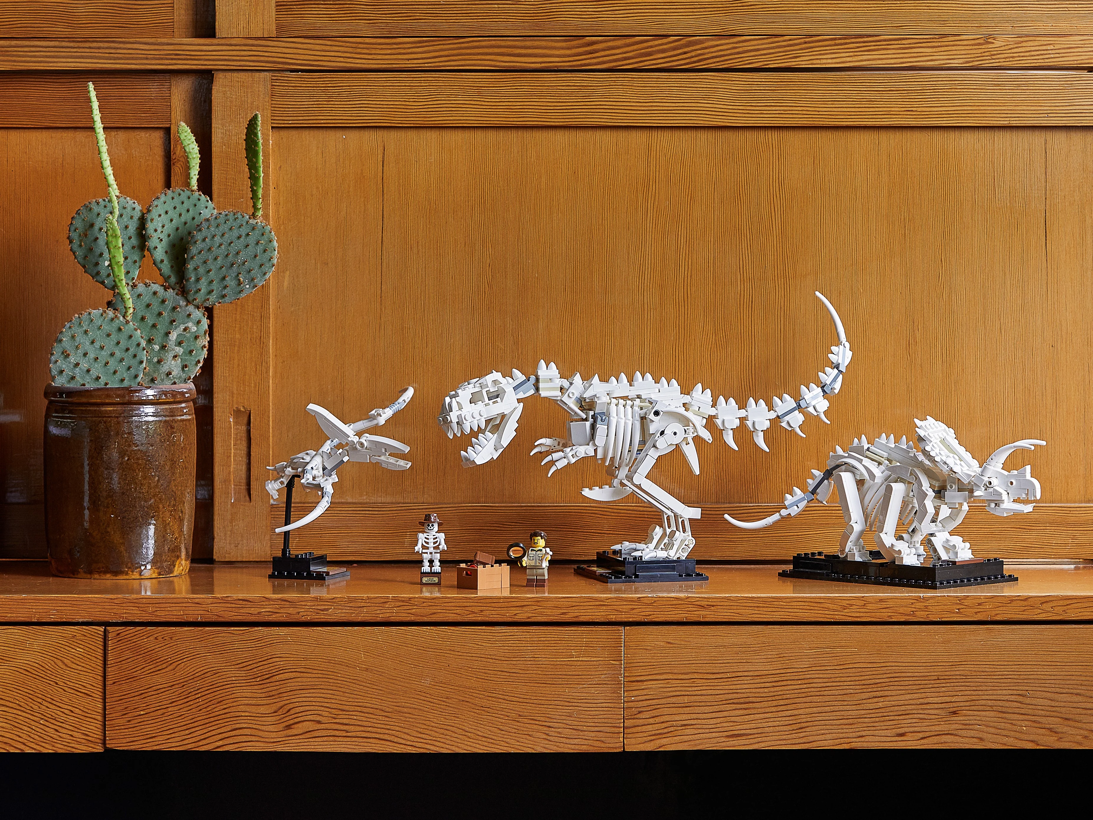 Dinosaur Fossils - Image 26