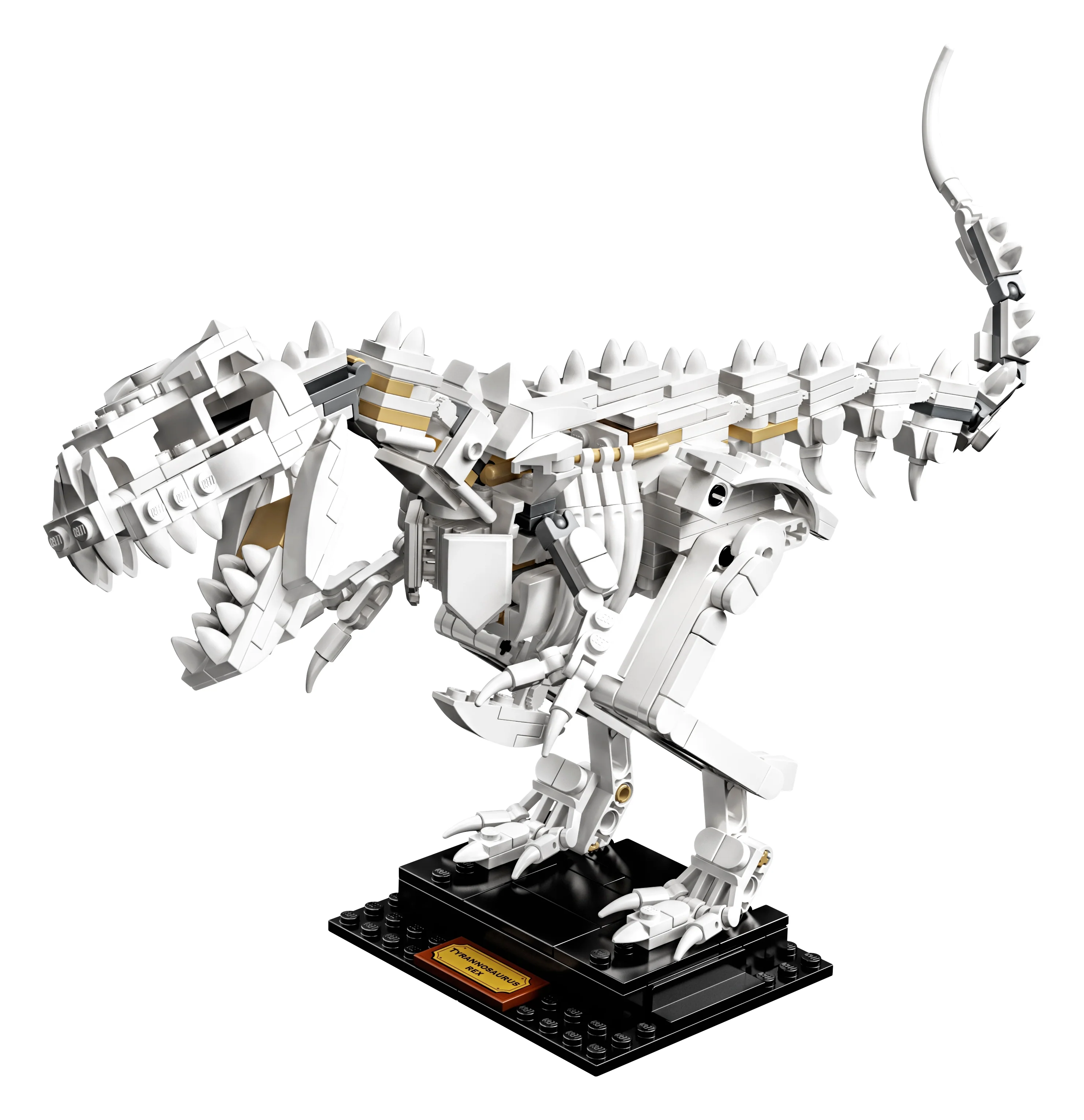 Dinosaur Fossils - Image 3