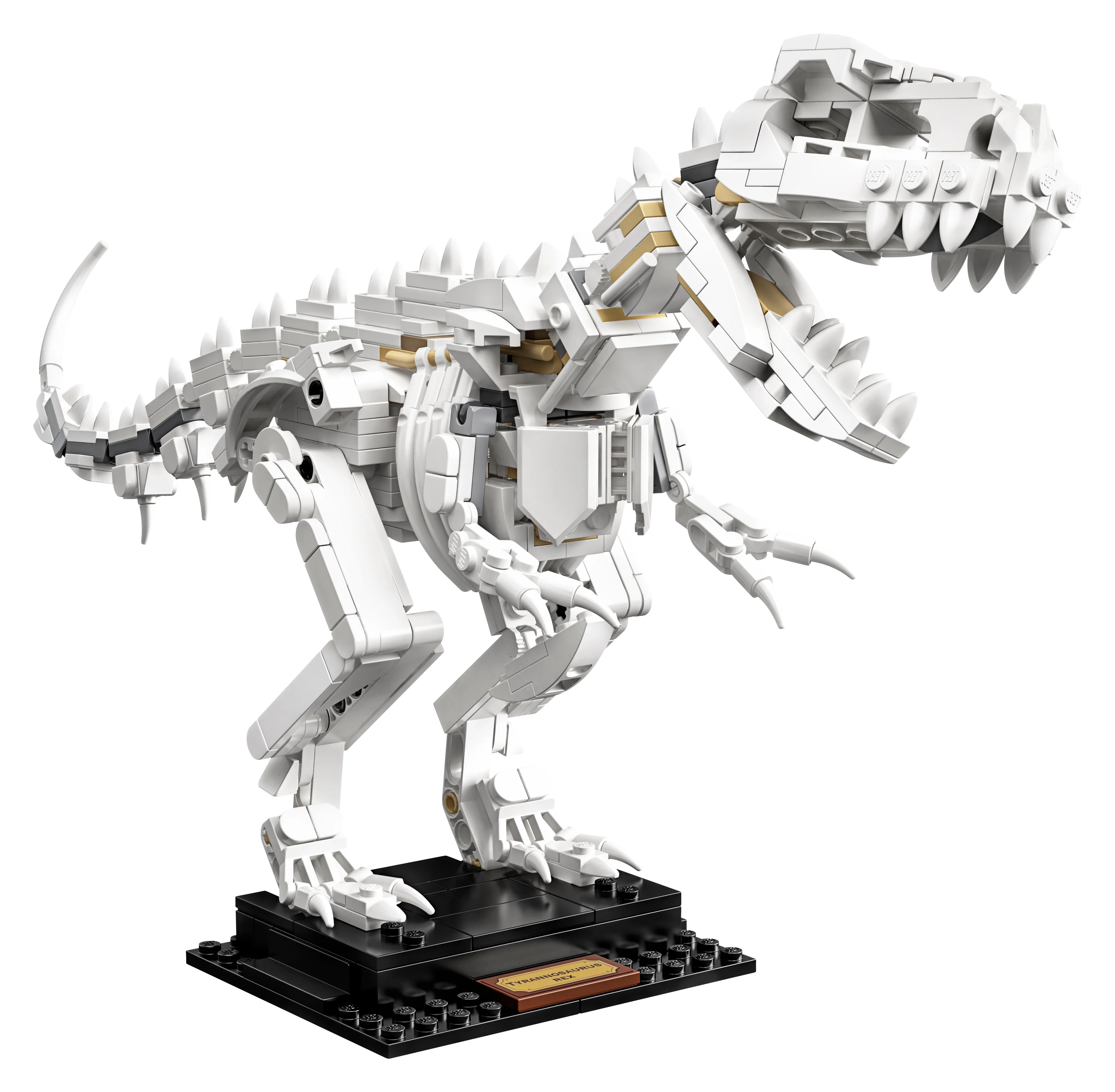 Dinosaur Fossils - Image 4