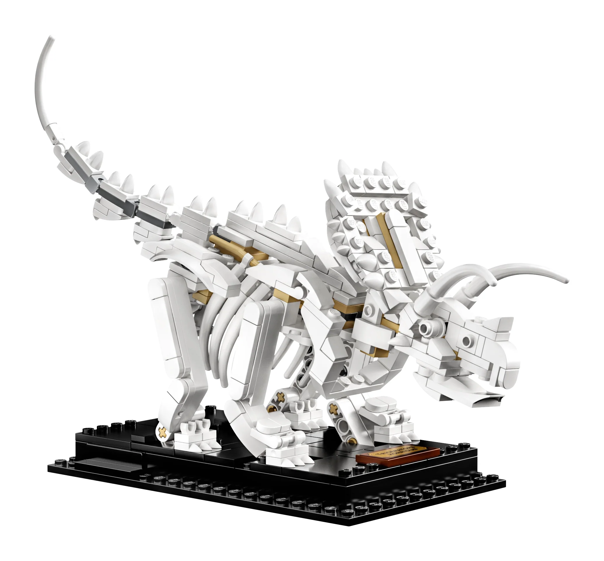 Dinosaur Fossils - Image 6