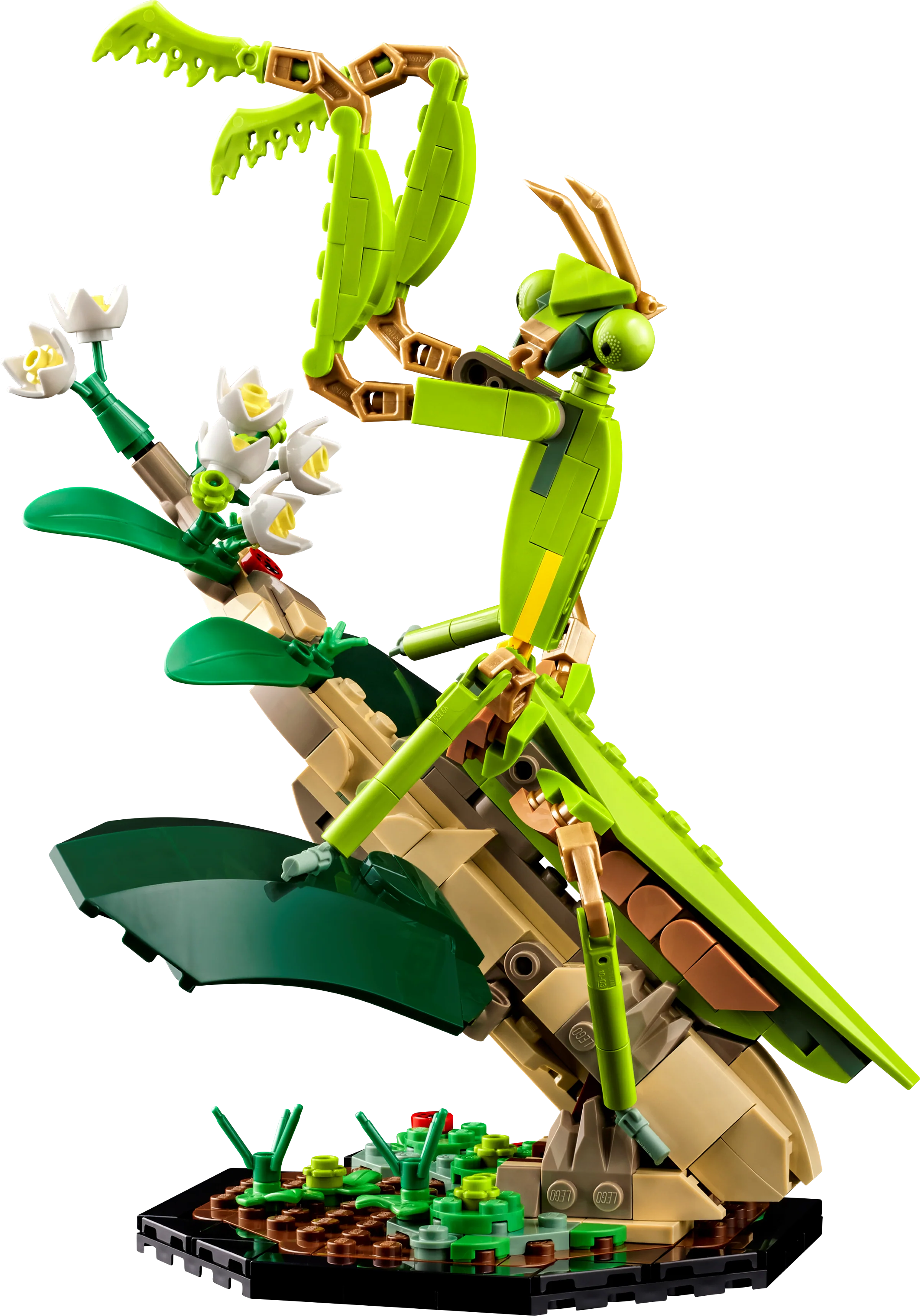 The Insect Collection - Image 4