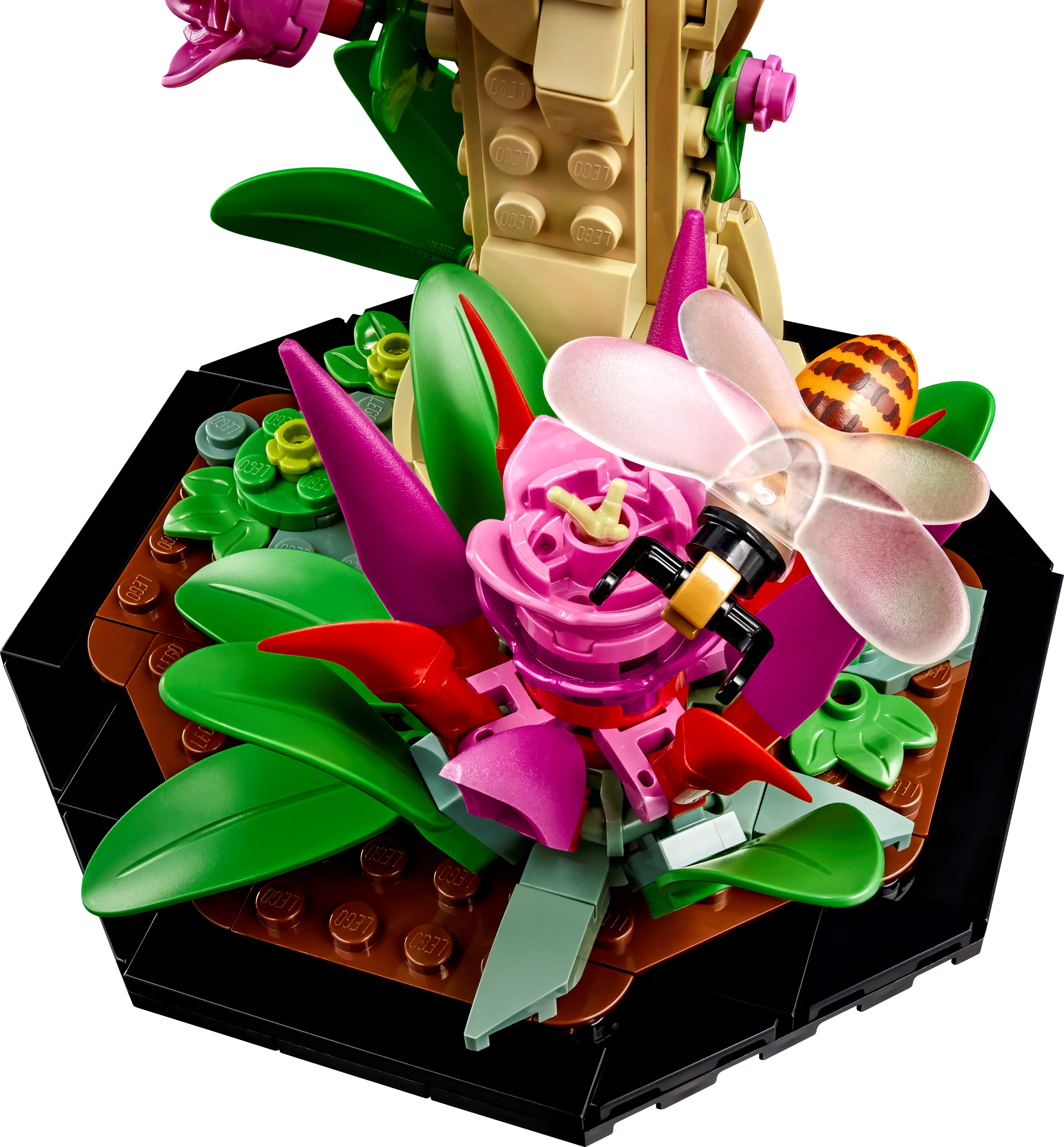 The Insect Collection - Image 6