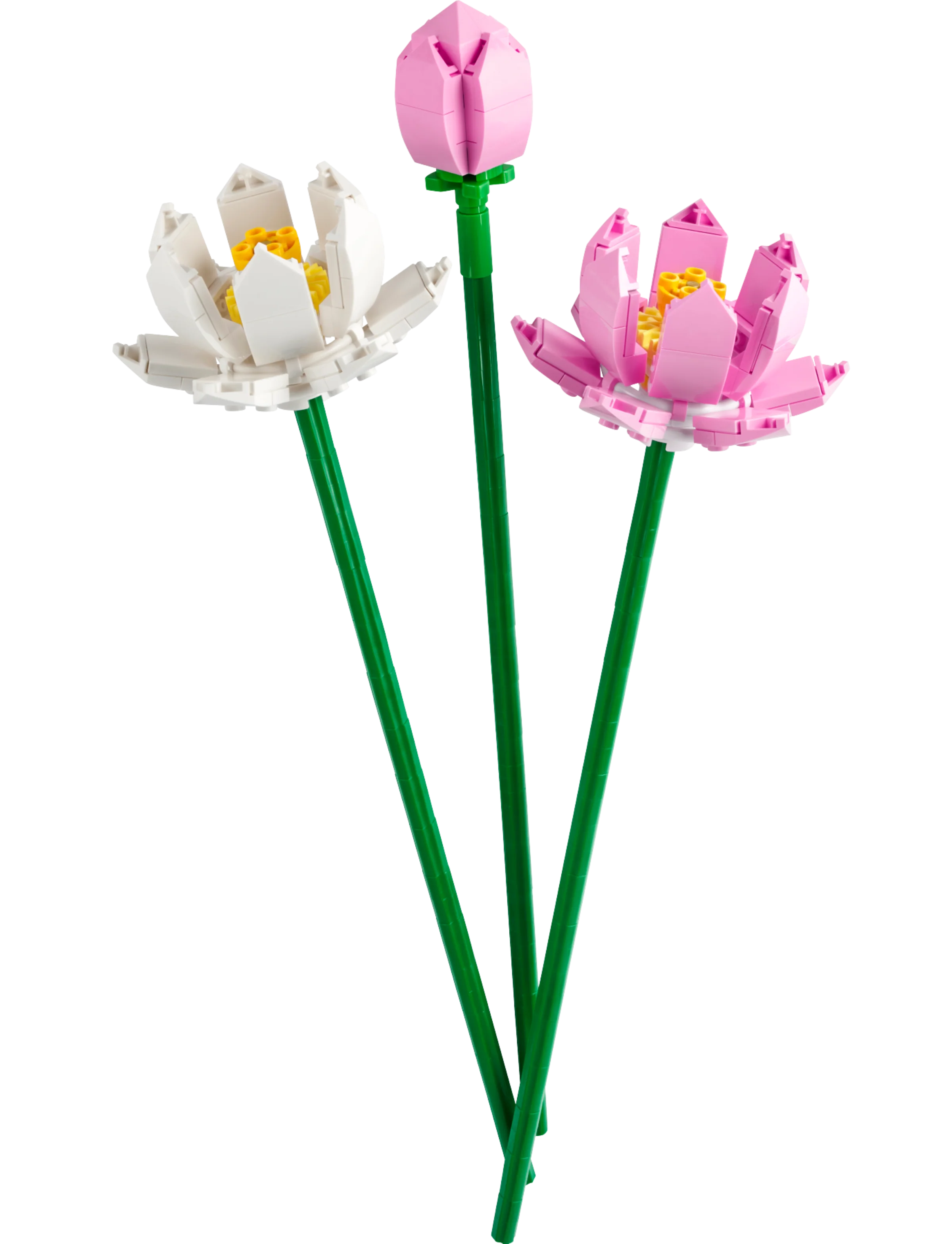 The Botanical Garden - Image 33