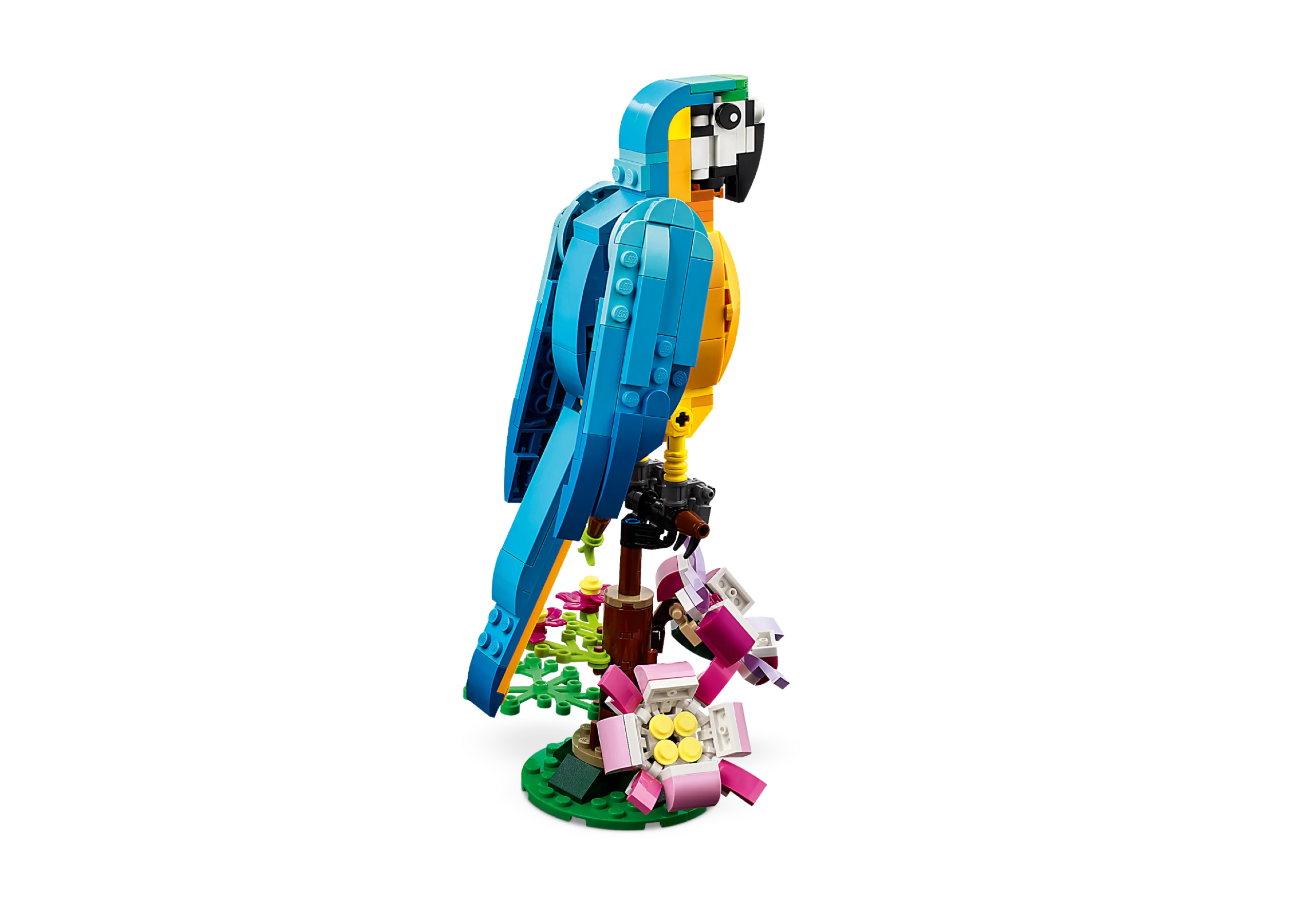 Exotic Parrot - Image 3