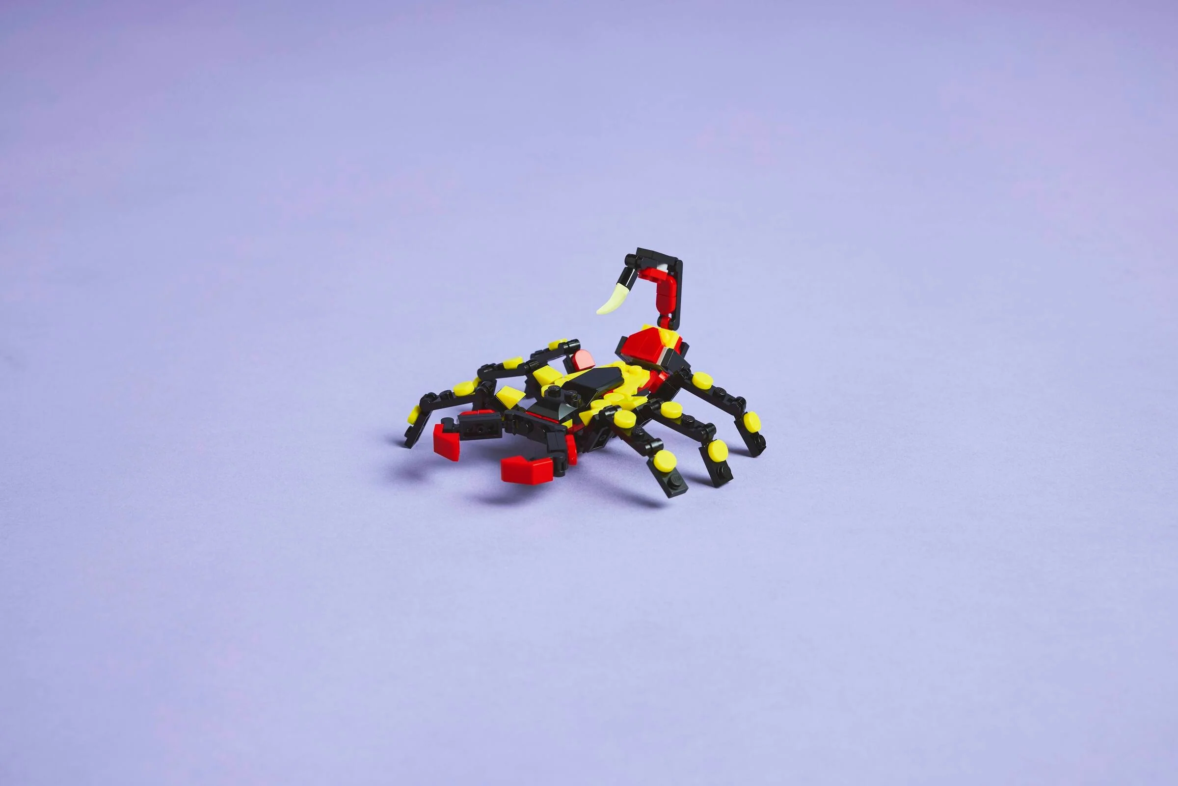 Surprising Spider - Image 11