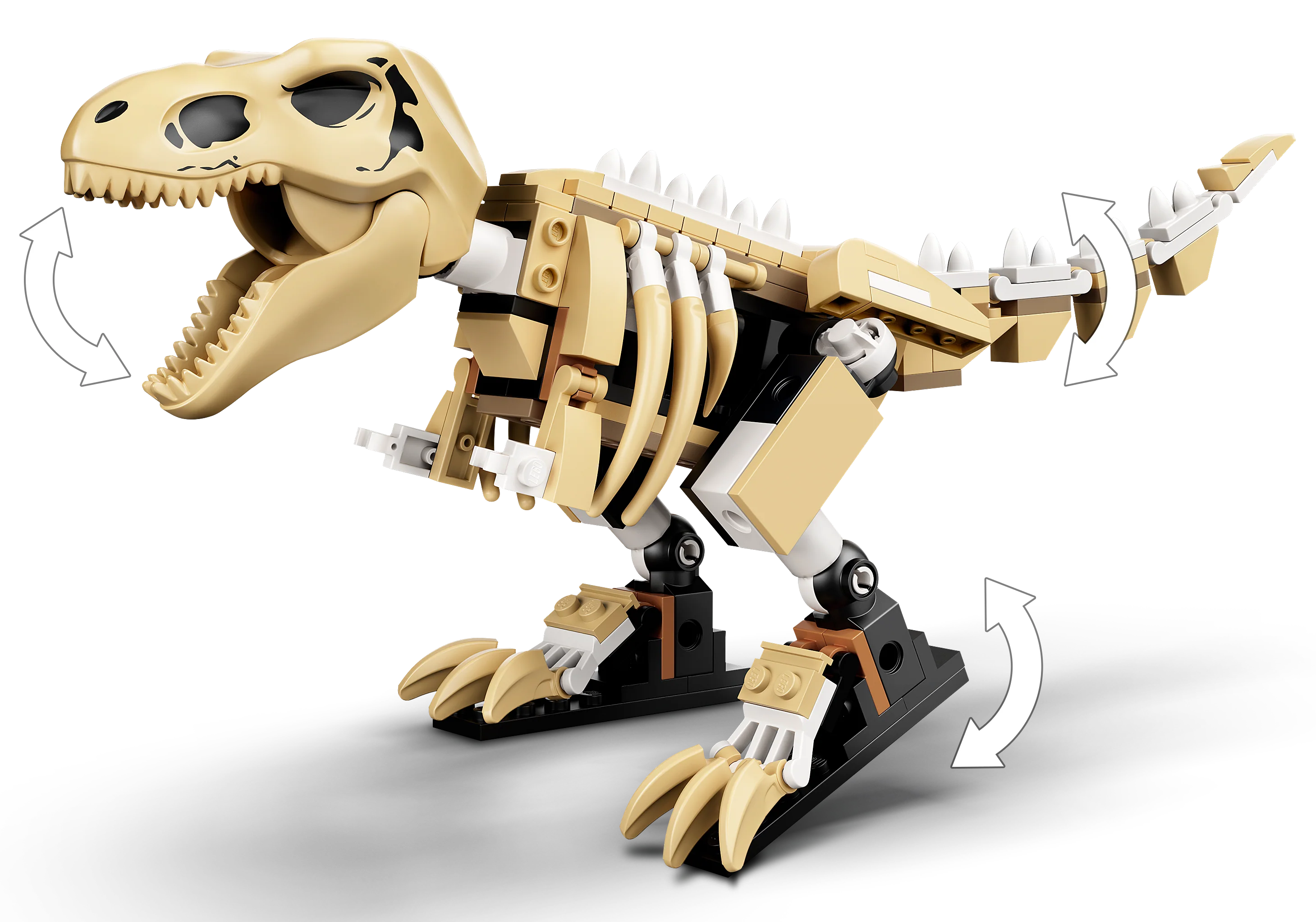 T. rex Dinosaur Fossil Exhibition - Image 7