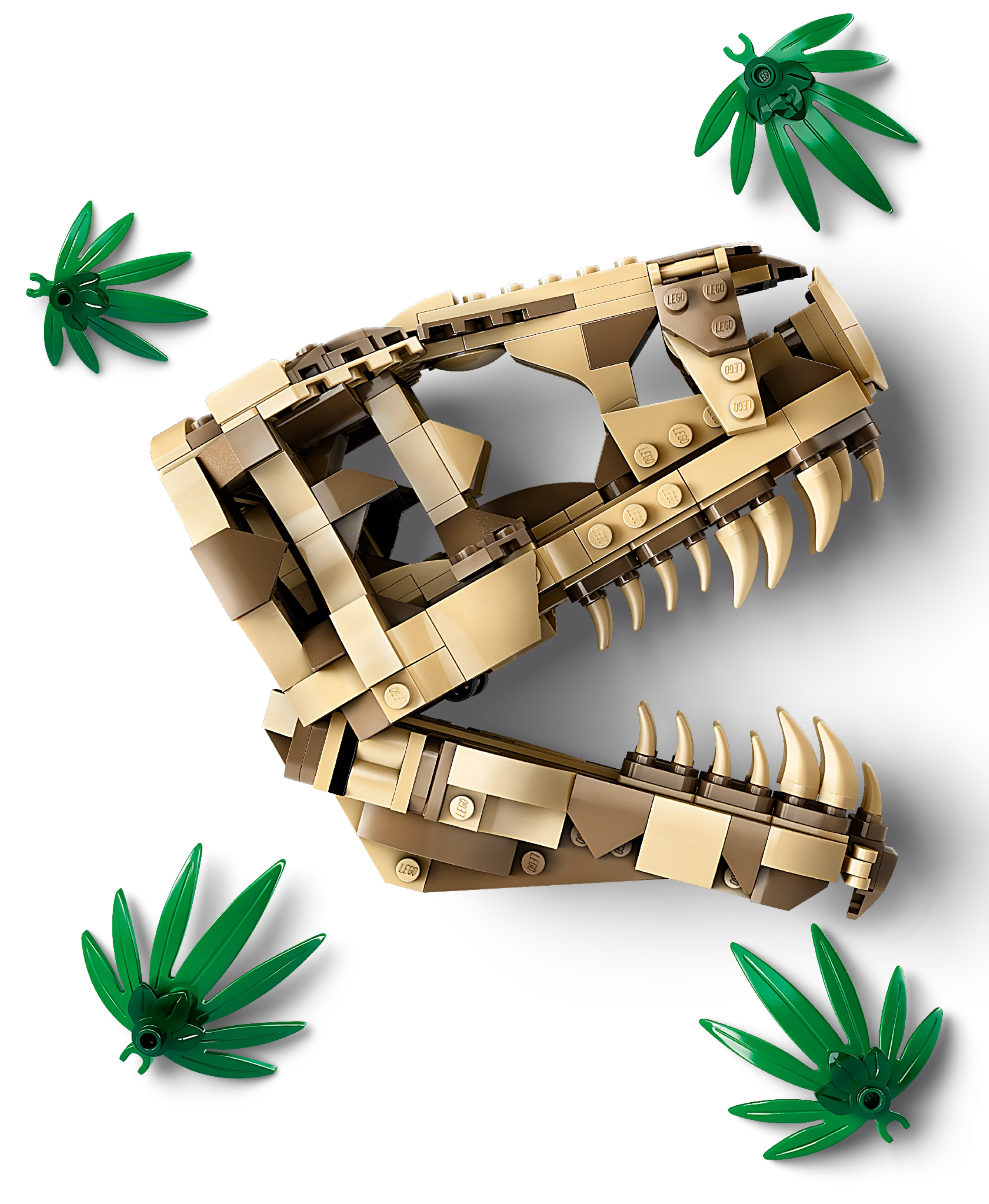 Dinosaur Fossils: T. rex Skull - Image 3