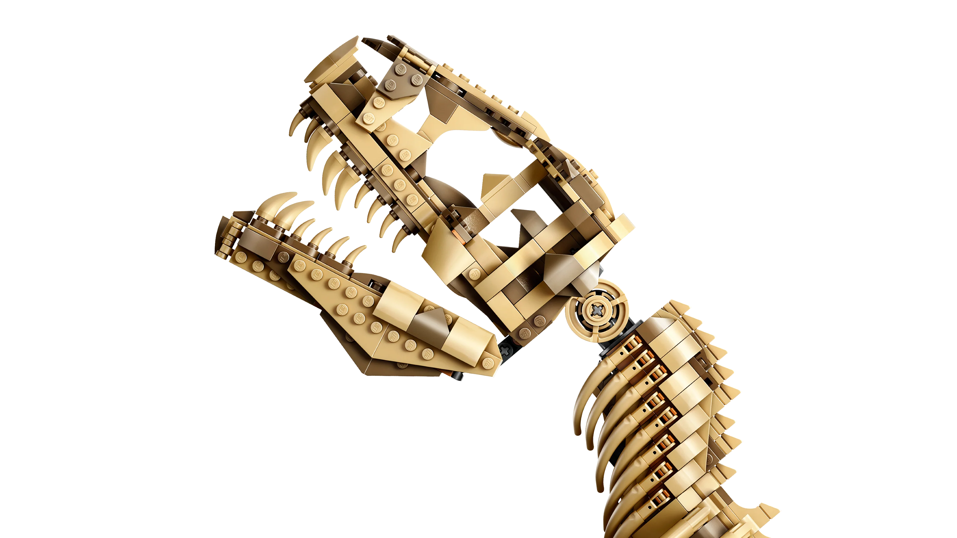 Dinosaur Fossils: Tyrannosaurus rex - Image 4